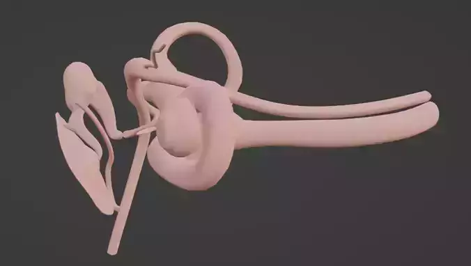 3D Model of Ear Anatomy 3D model