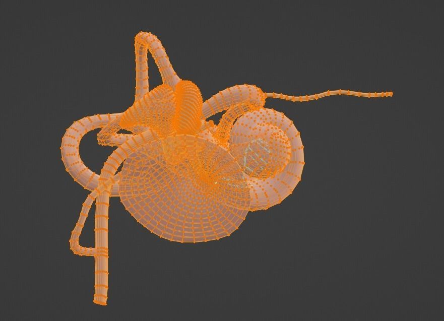 3D Model of Ear Anatomy 3D model_3