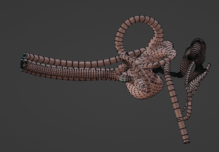 3D Model of Ear Anatomy 3D model_10