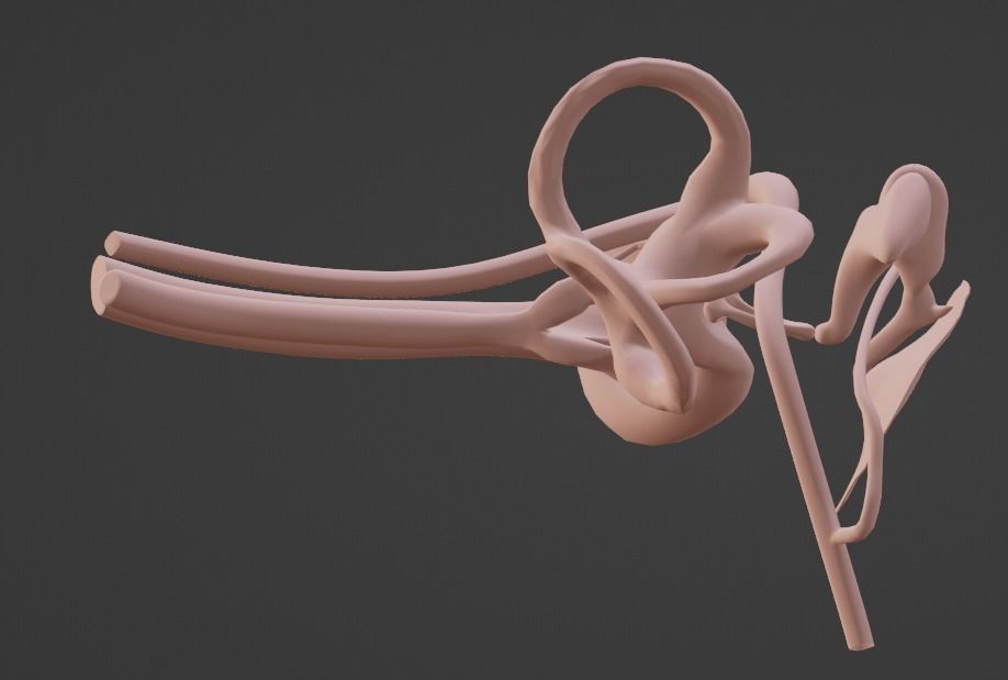 3D Model of Ear Anatomy 3D model_6