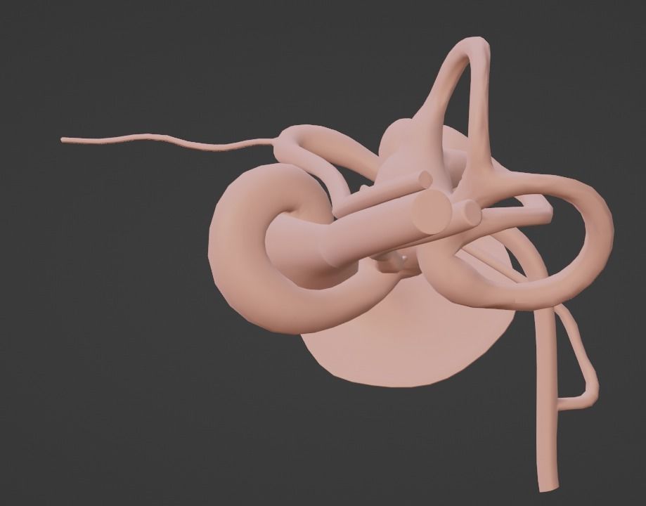 3D Model of Ear Anatomy 3D model_8