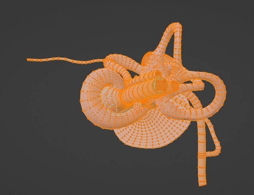 3D Model of Ear Anatomy 3D model_13