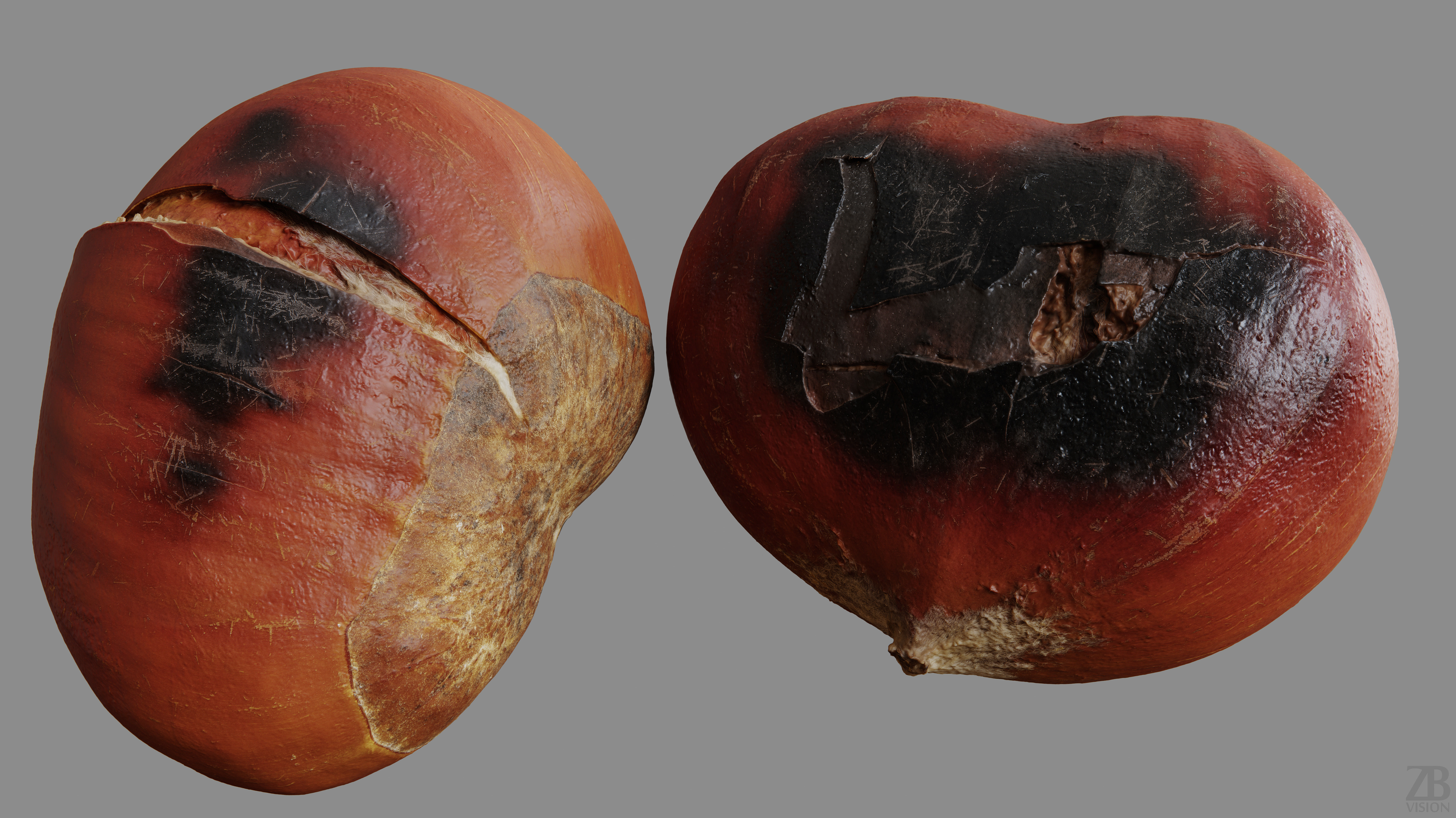 Chestnut 3D model_9