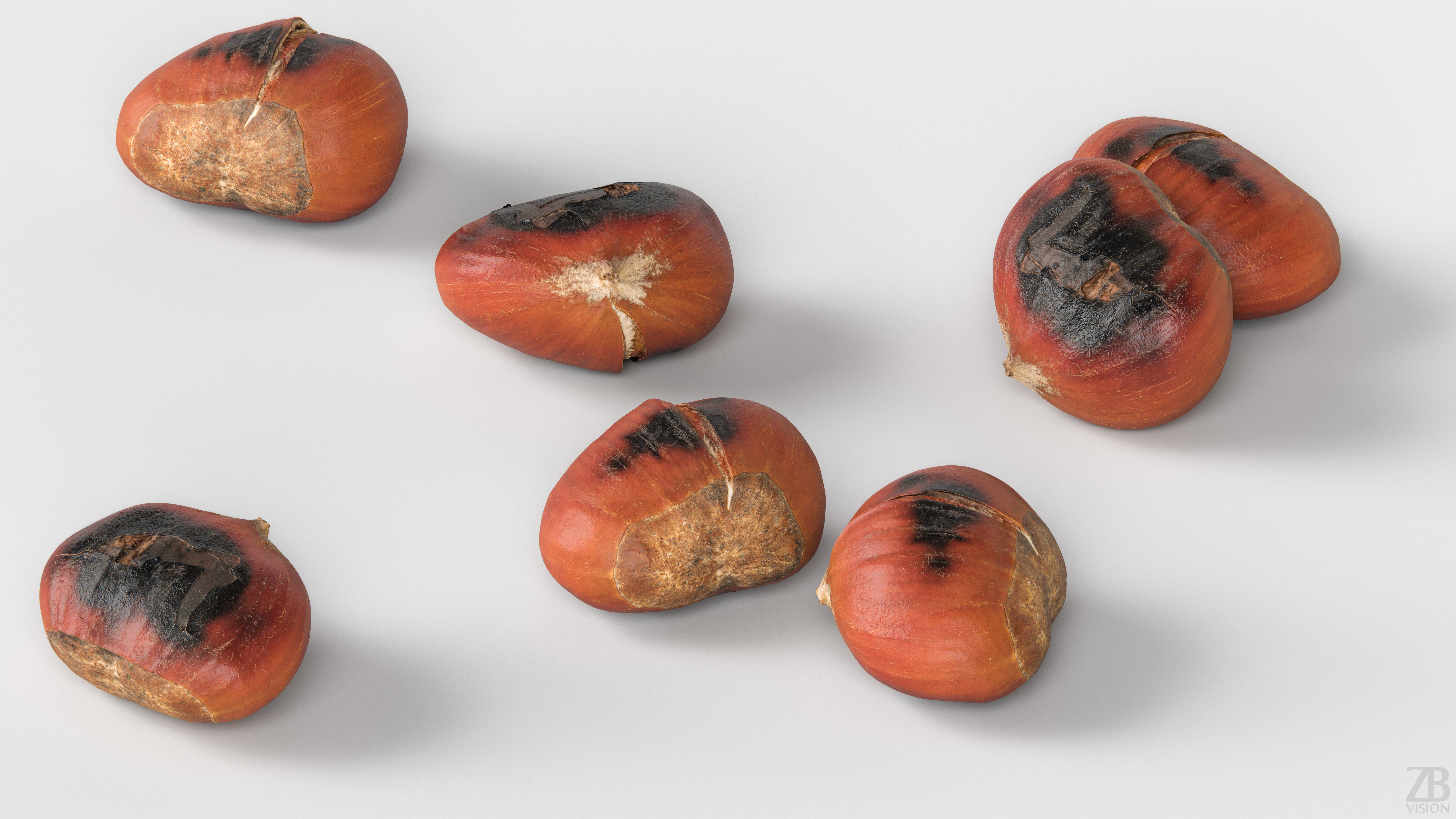 Chestnut 3D model_2