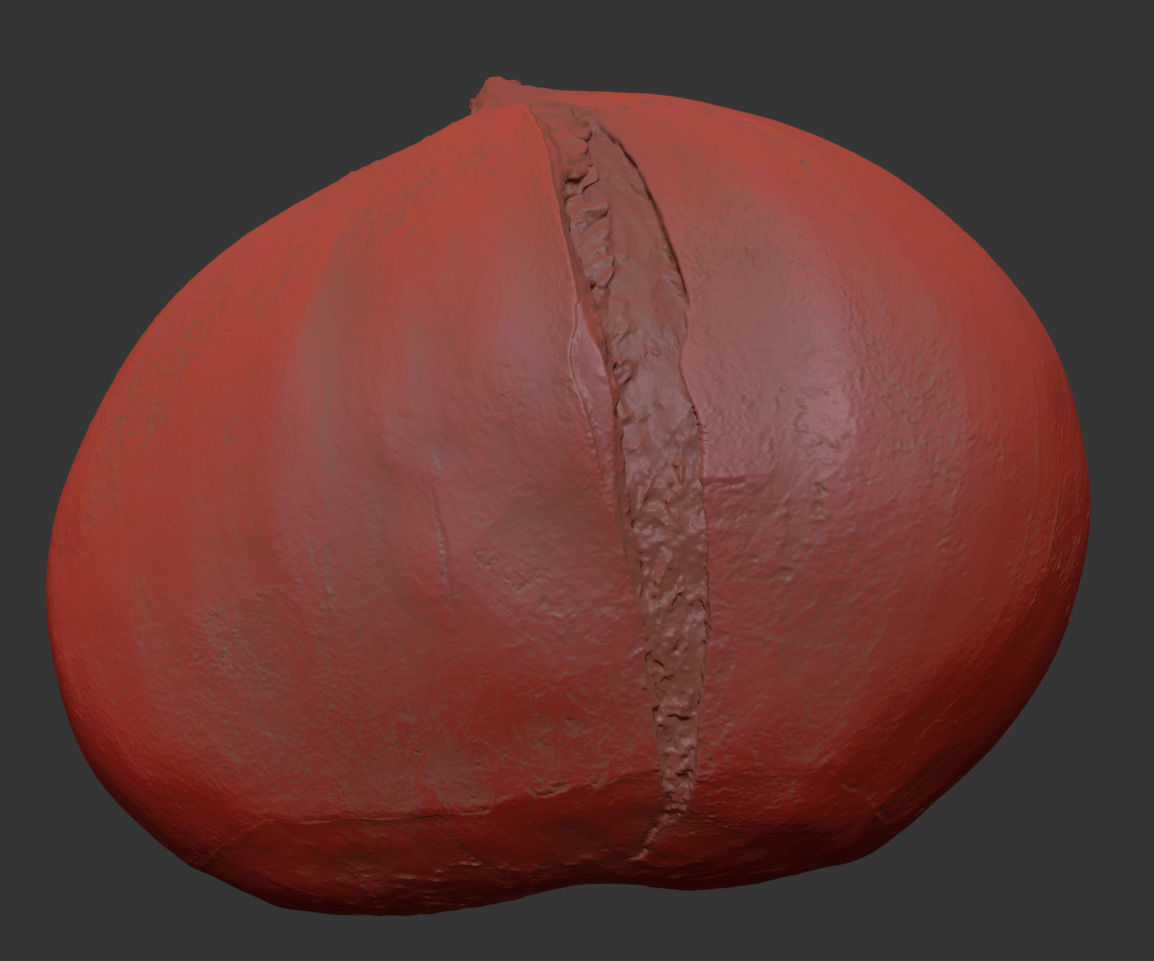 Chestnut 3D model_7