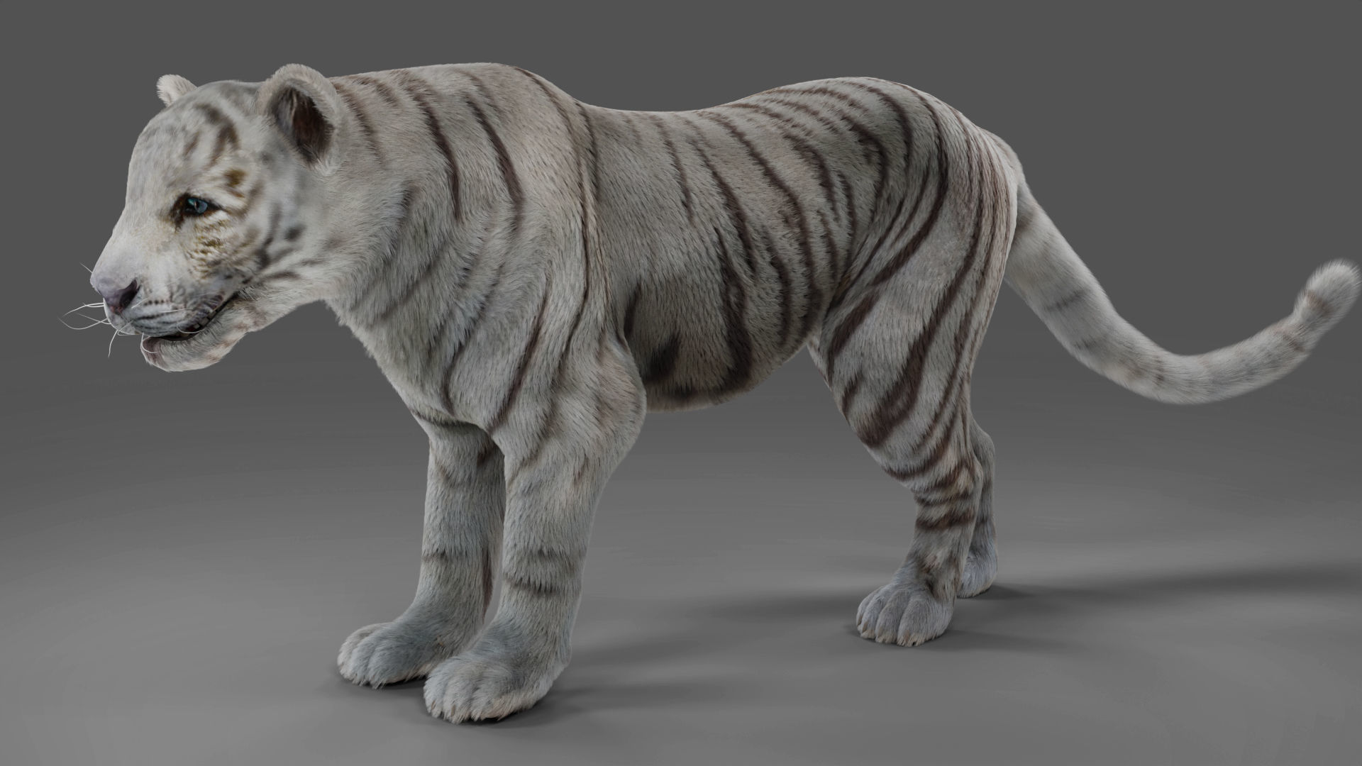 Fur White Tiger Rigged and  Animation in Blender Unity Low-poly 3D model_8