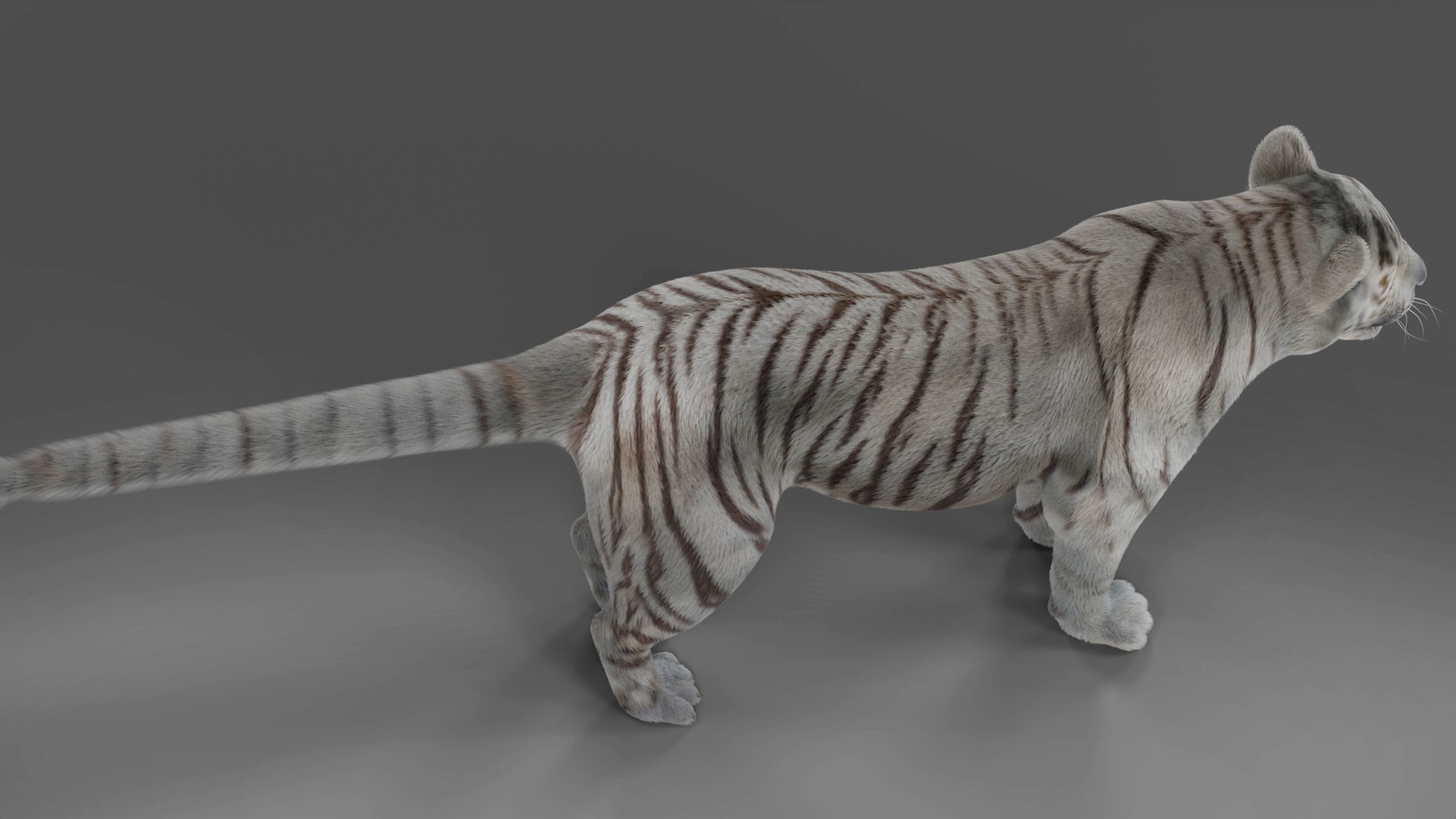 Fur White Tiger Rigged and  Animation in Blender Unity Low-poly 3D model_11