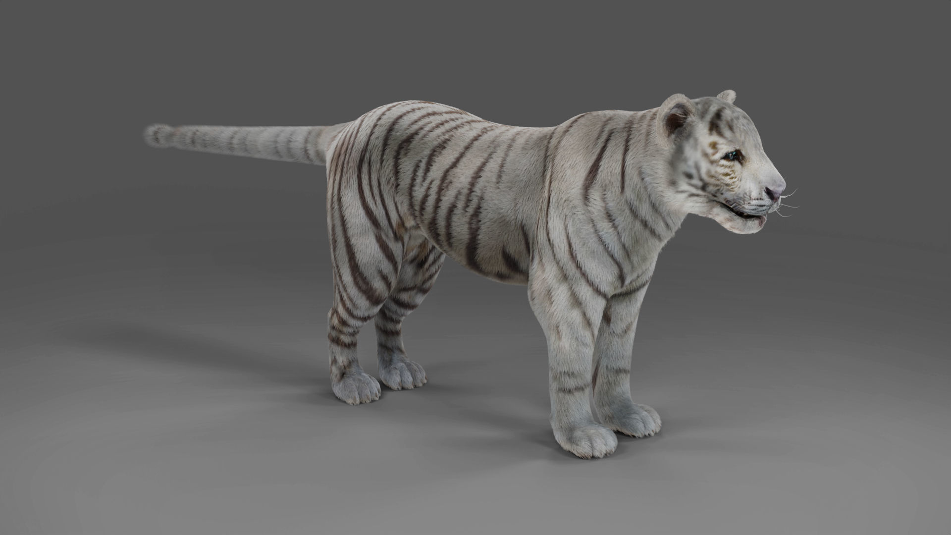 Fur White Tiger Rigged and  Animation in Blender Unity Low-poly 3D model_9