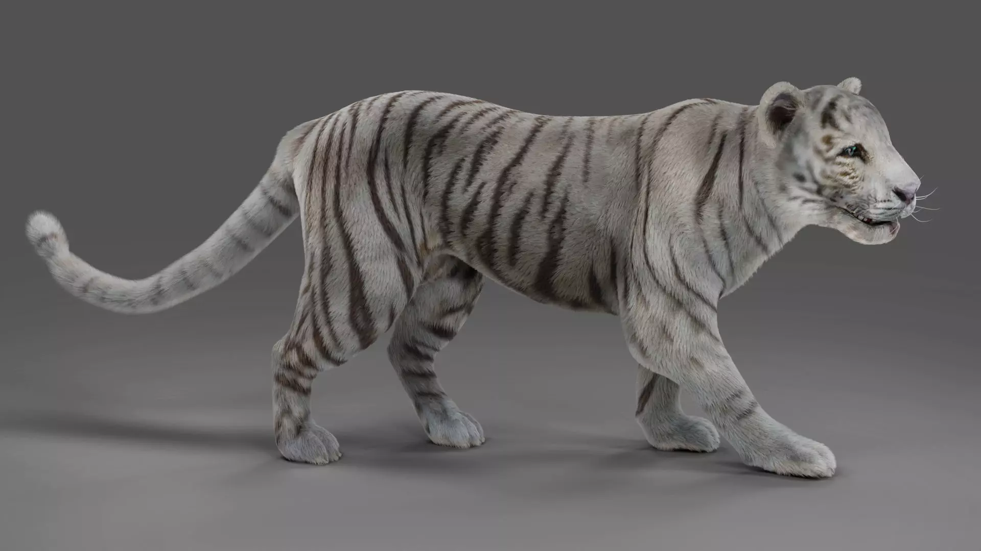 Fur White Tiger Rigged and  Animation in Blender Unity Low-poly 3D model_0