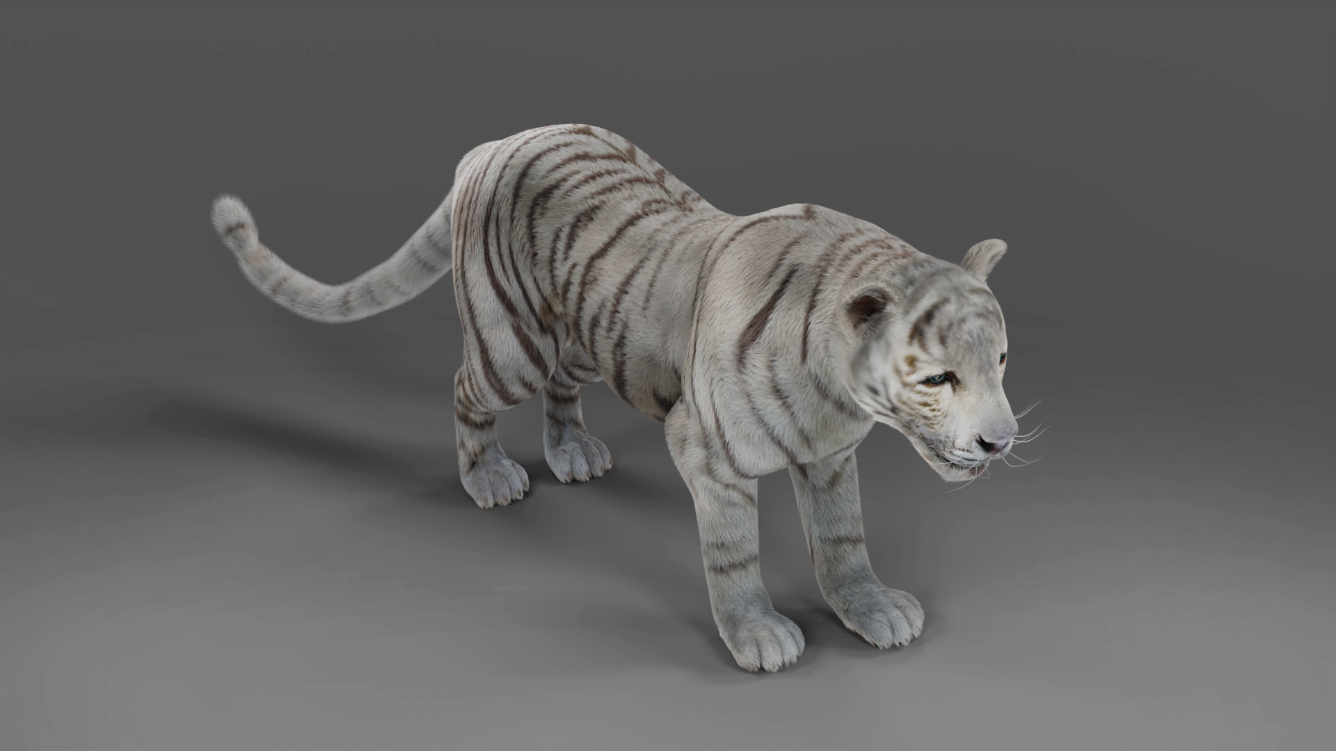 Fur White Tiger Rigged and  Animation in Blender Unity Low-poly 3D model_7