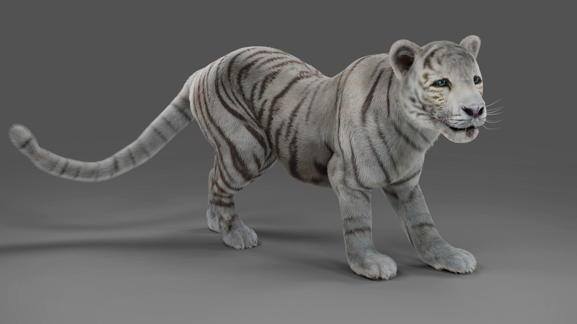 Fur White Tiger Rigged and  Animation in Blender Unity Low-poly 3D model_6