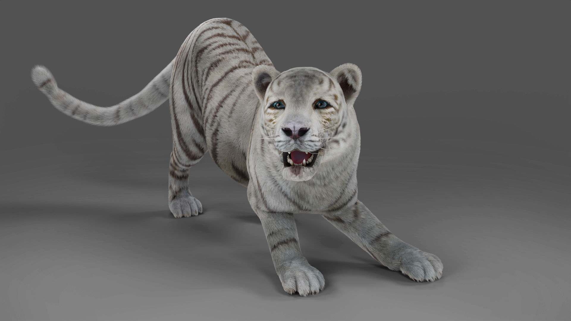 Fur White Tiger Rigged and  Animation in Blender Unity Low-poly 3D model_5