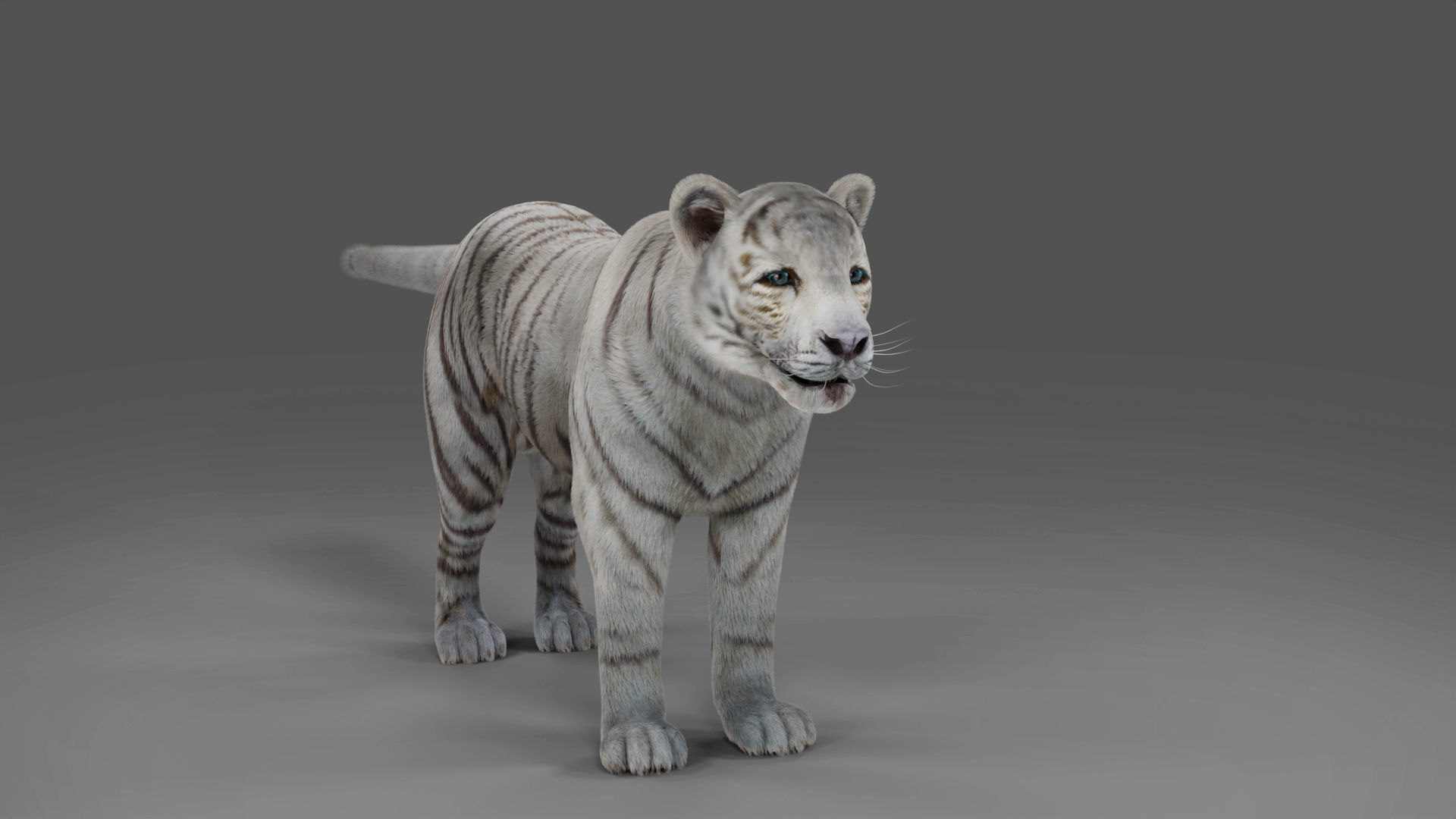 Fur White Tiger Rigged and  Animation in Blender Unity Low-poly 3D model_10