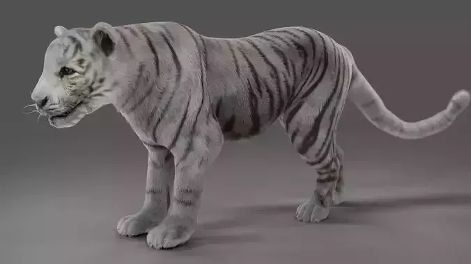 Fur White Tiger Panther Rigged in Blender  Low-poly 3D model