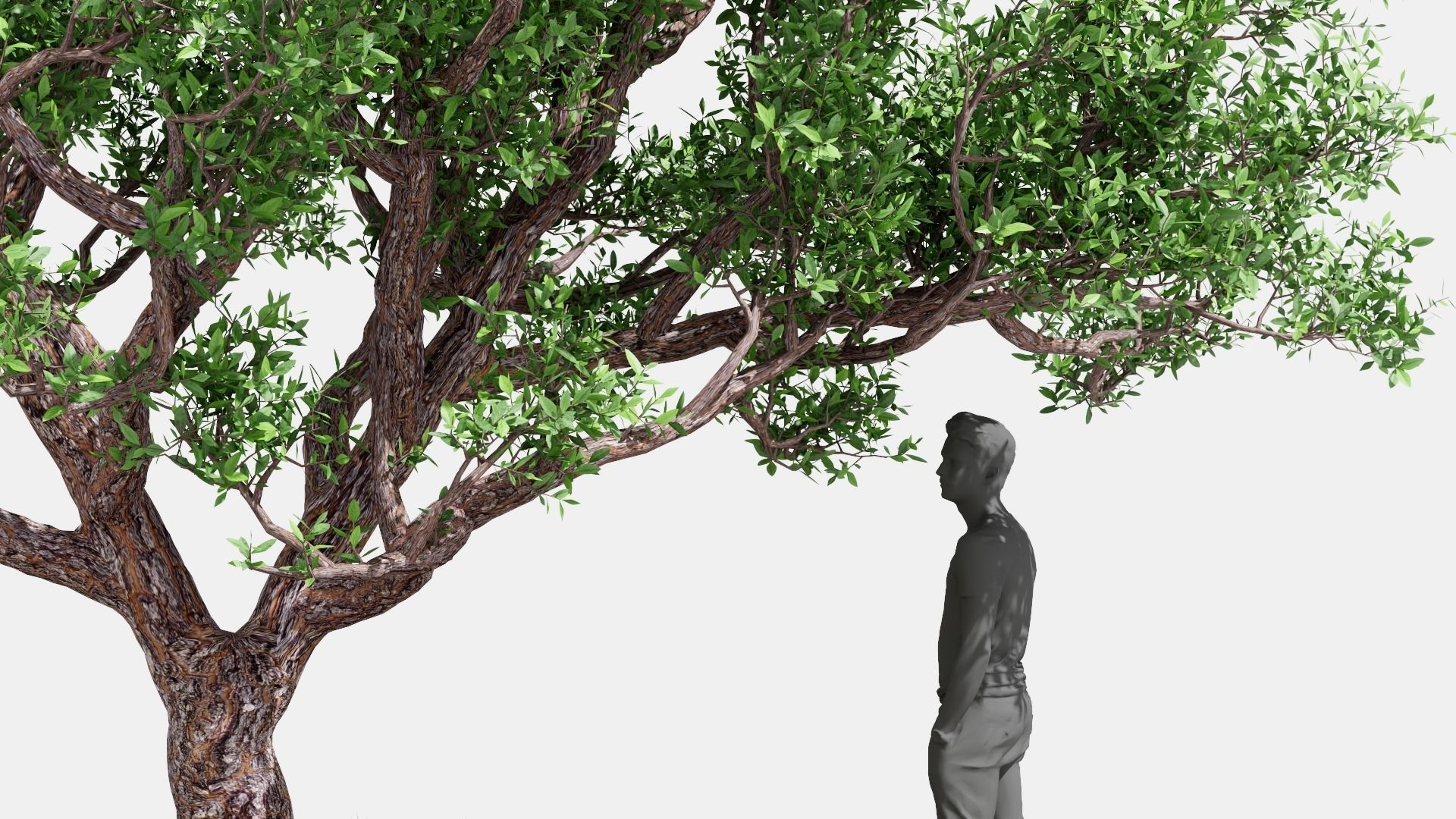 Model tree010 with looped wind animation 3D model_10