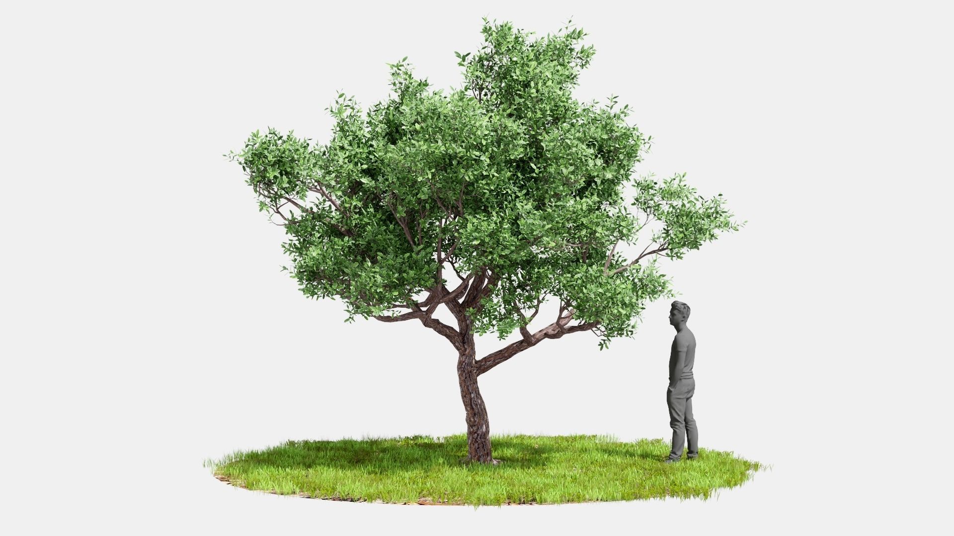 Model tree010 with looped wind animation 3D model_6