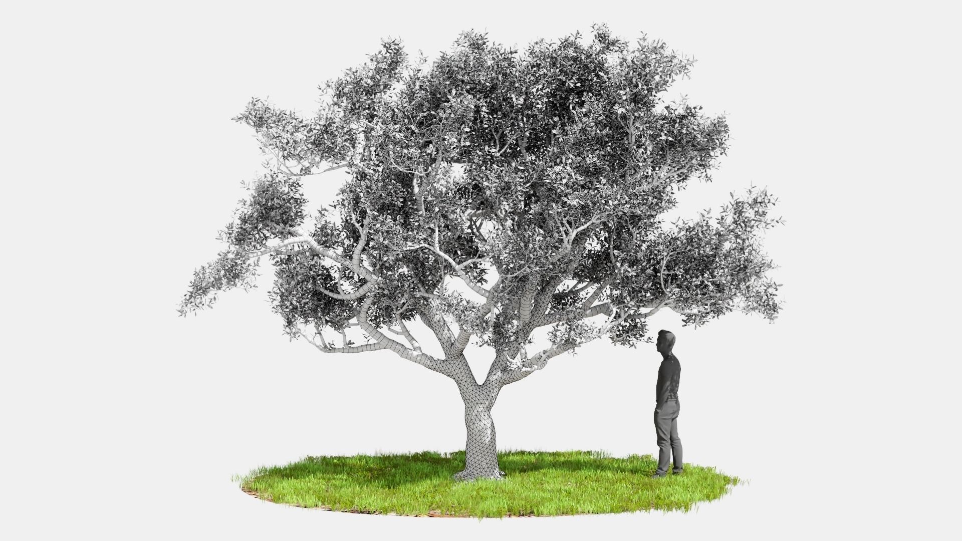 Model tree010 with looped wind animation 3D model_9