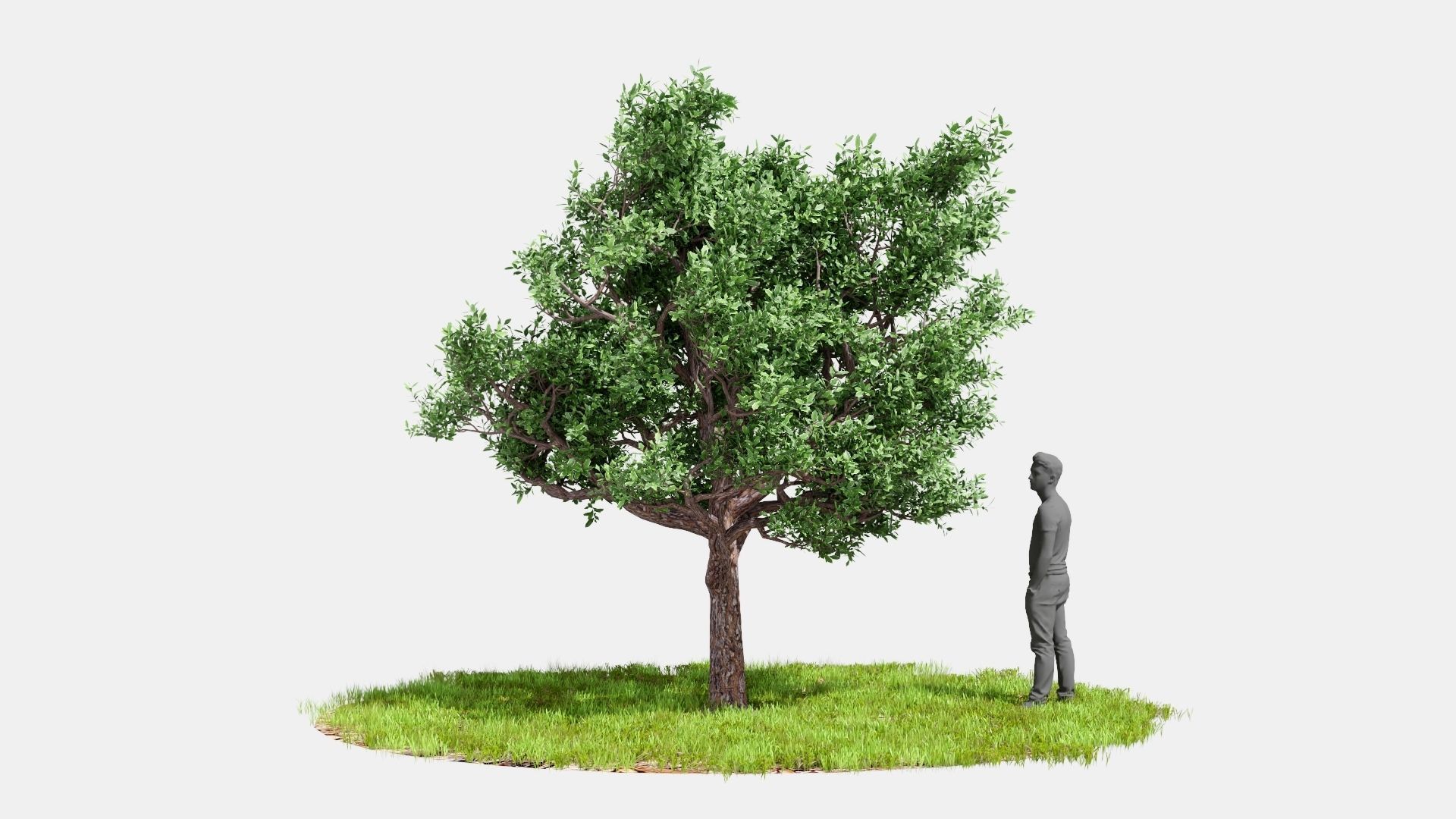 Model tree010 with looped wind animation 3D model_4