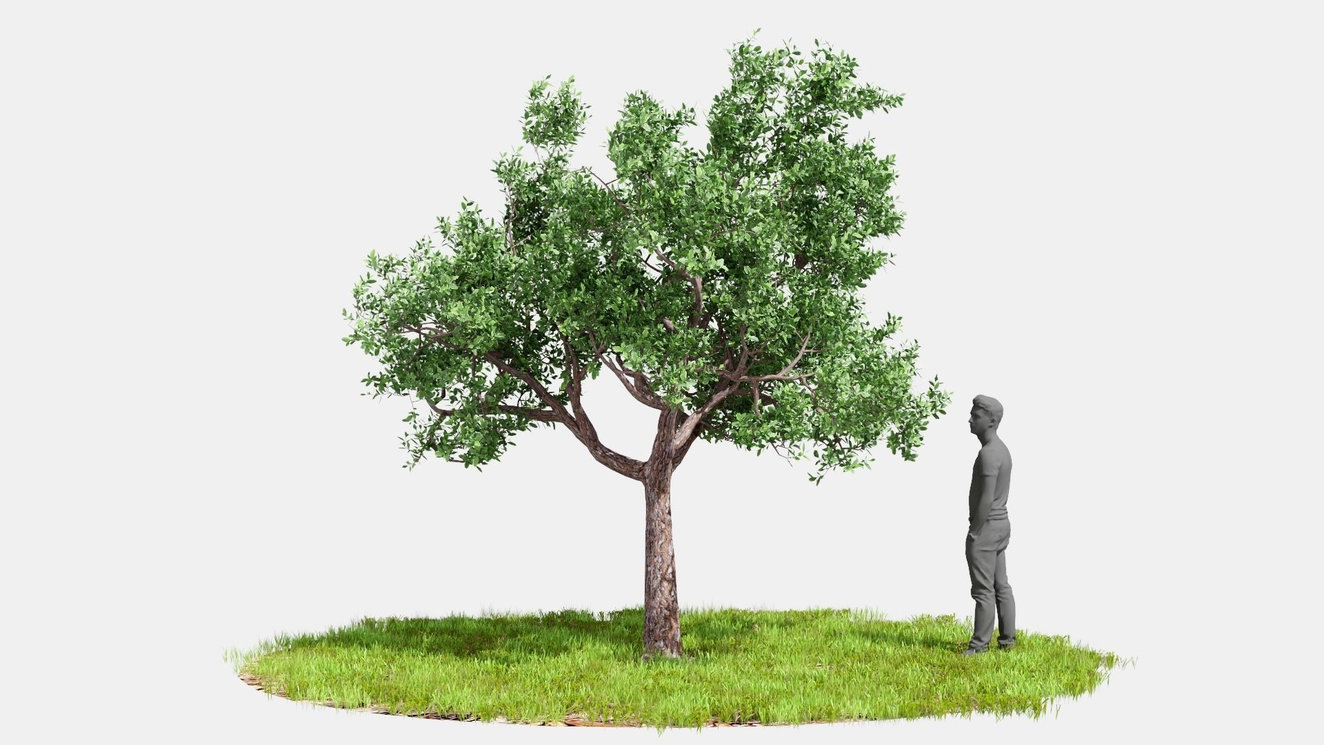 Model tree010 with looped wind animation 3D model_2