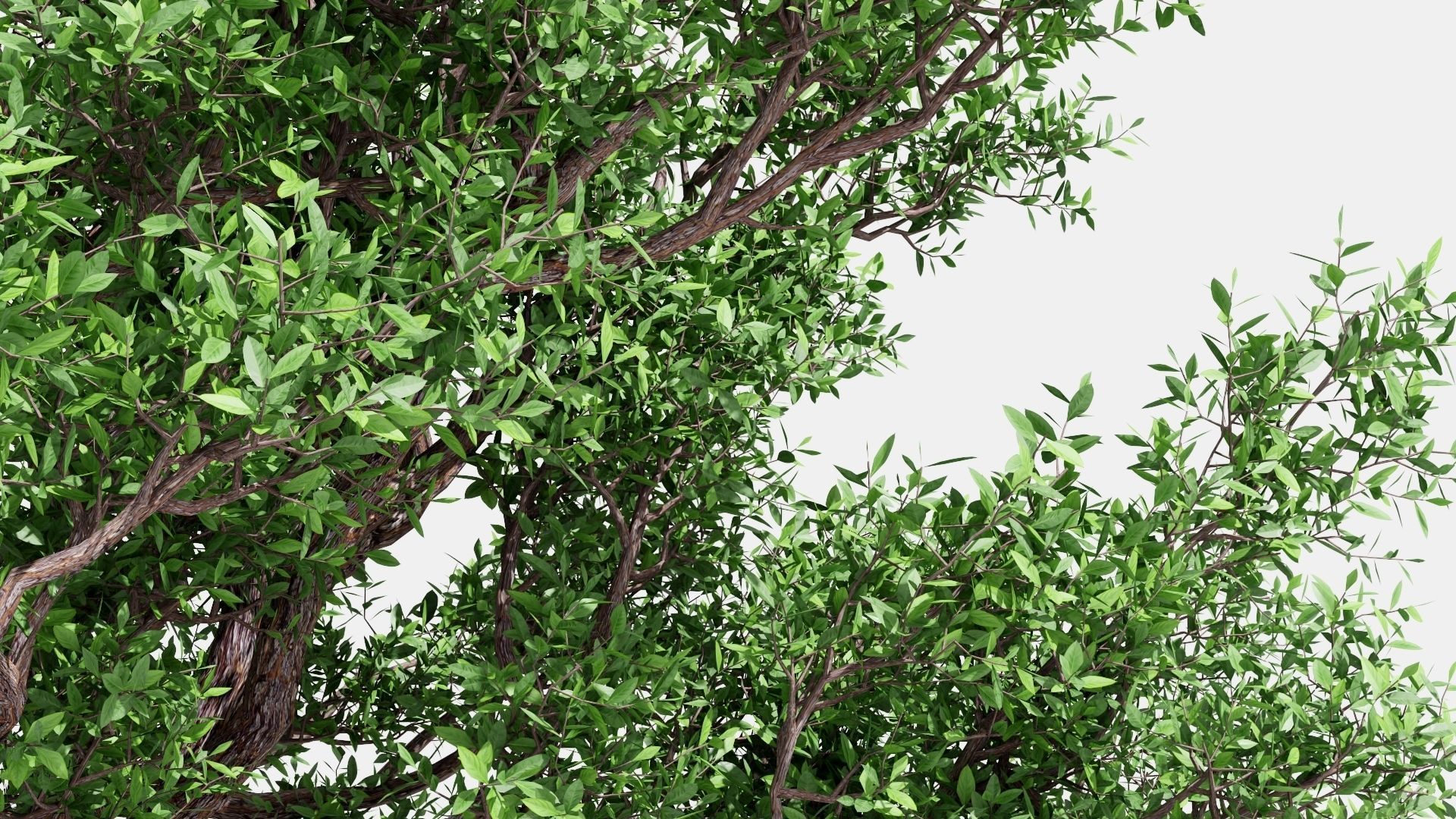 Model tree010 with looped wind animation 3D model_12