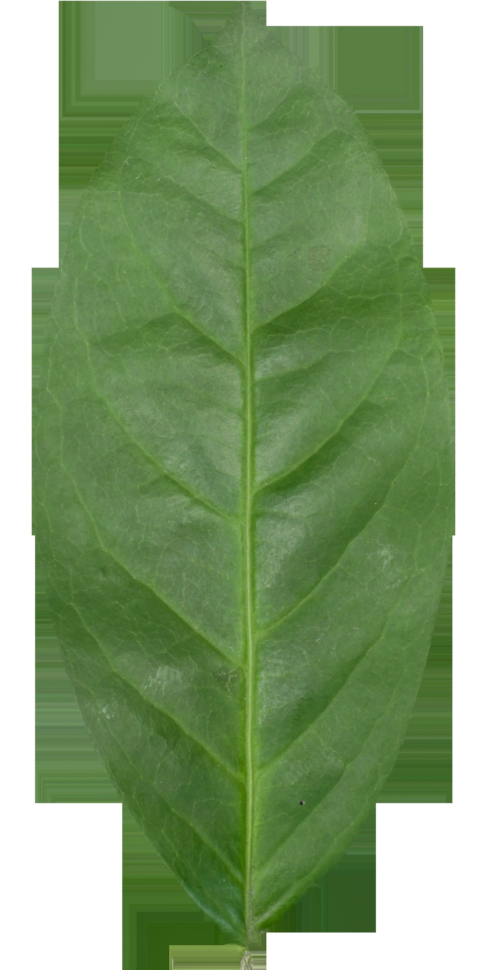 Model tree010 with looped wind animation 3D model_20