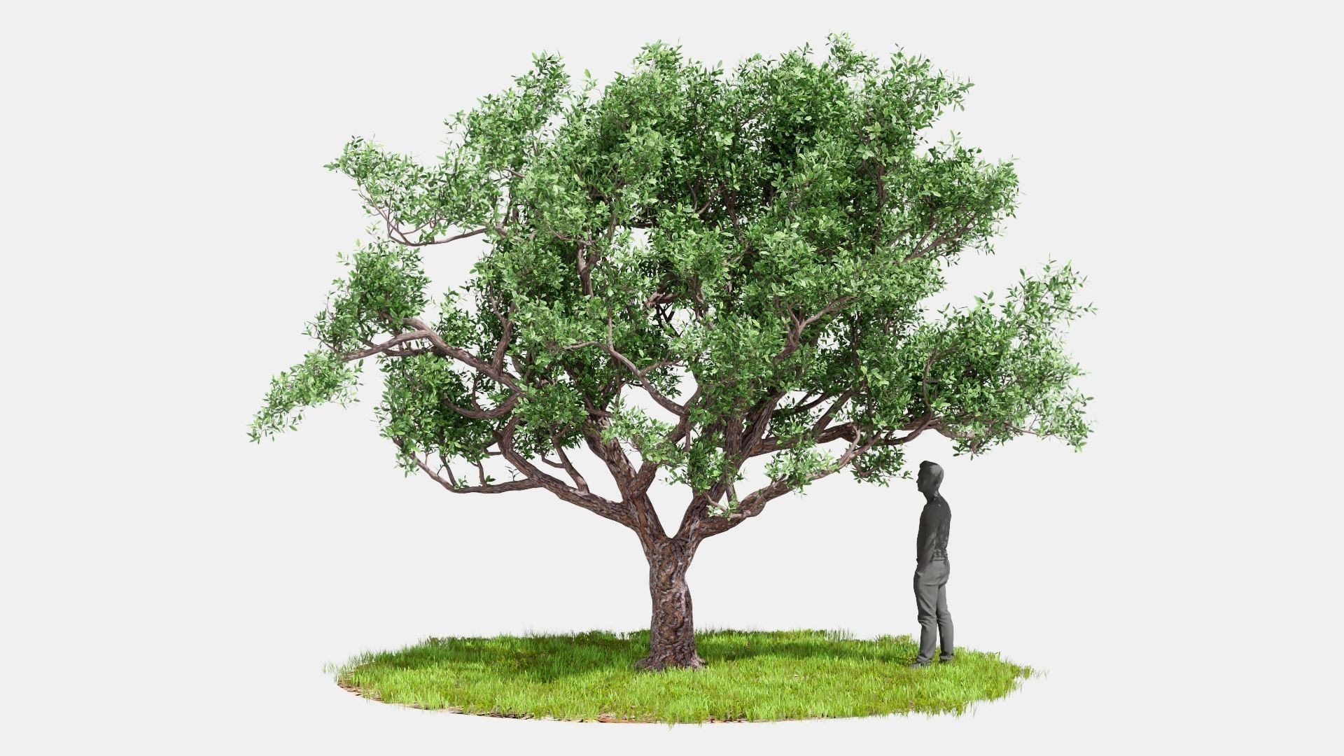 Model tree010 with looped wind animation 3D model_8