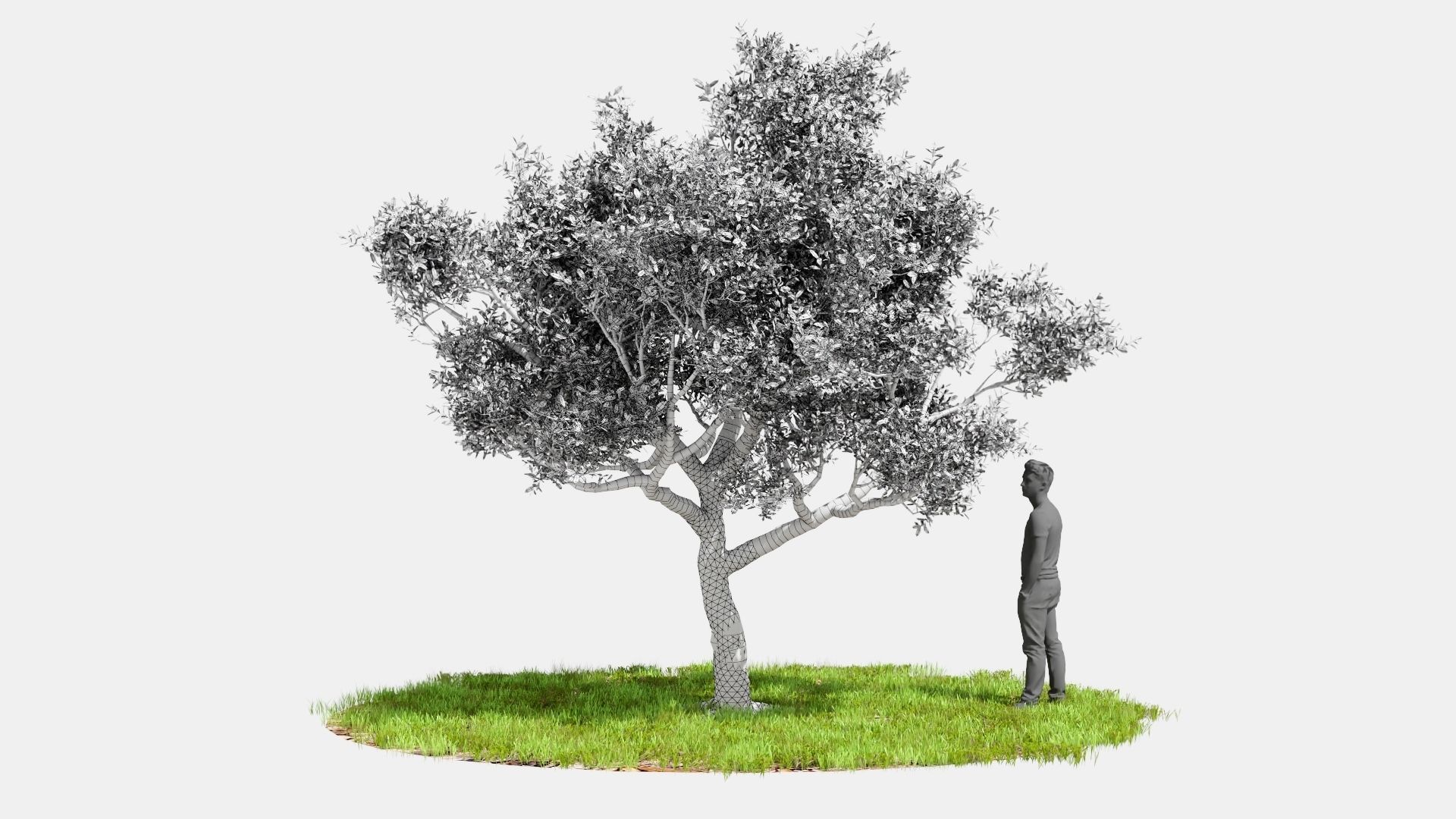 Model tree010 with looped wind animation 3D model_7