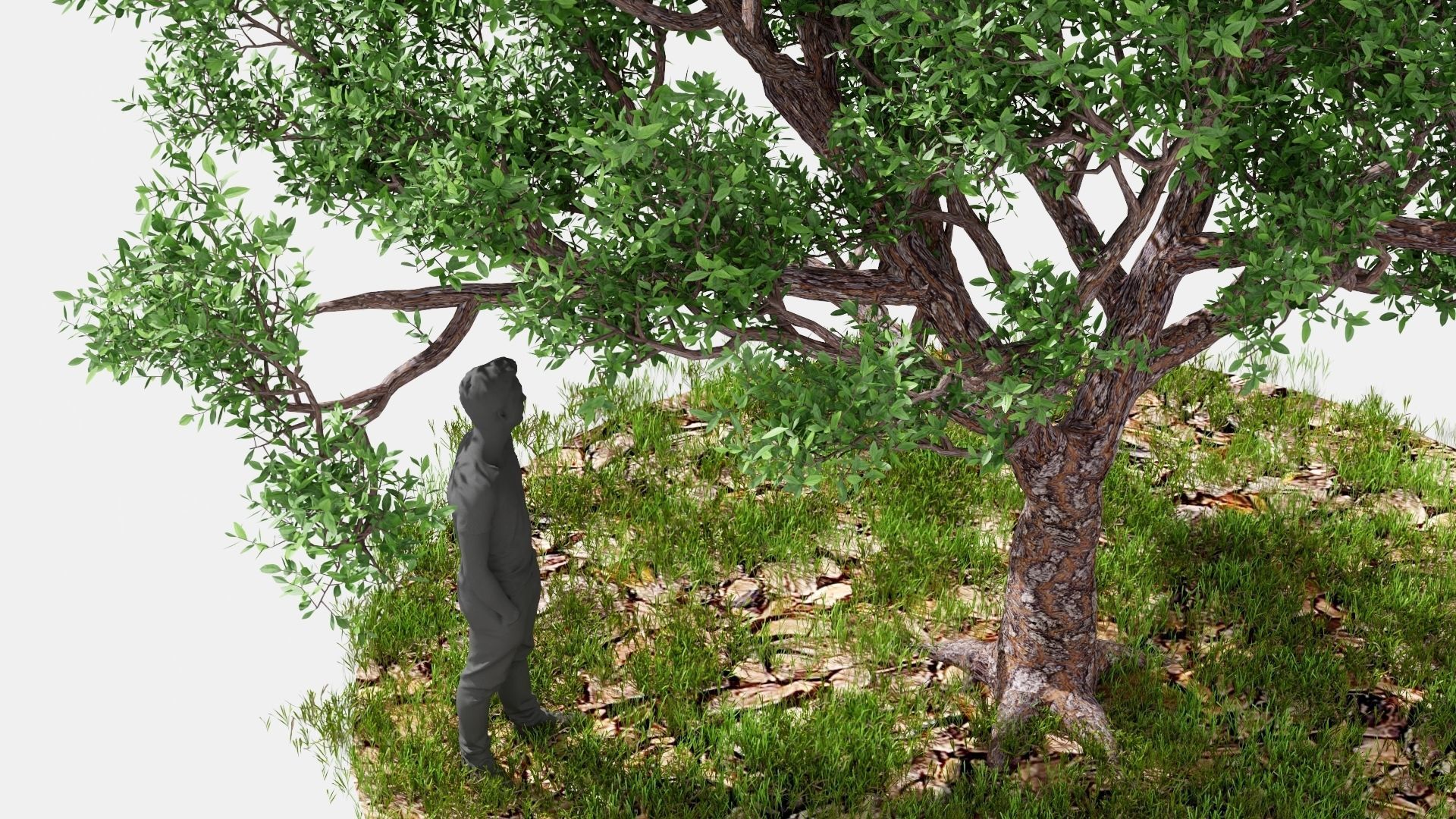 Model tree010 with looped wind animation 3D model_14