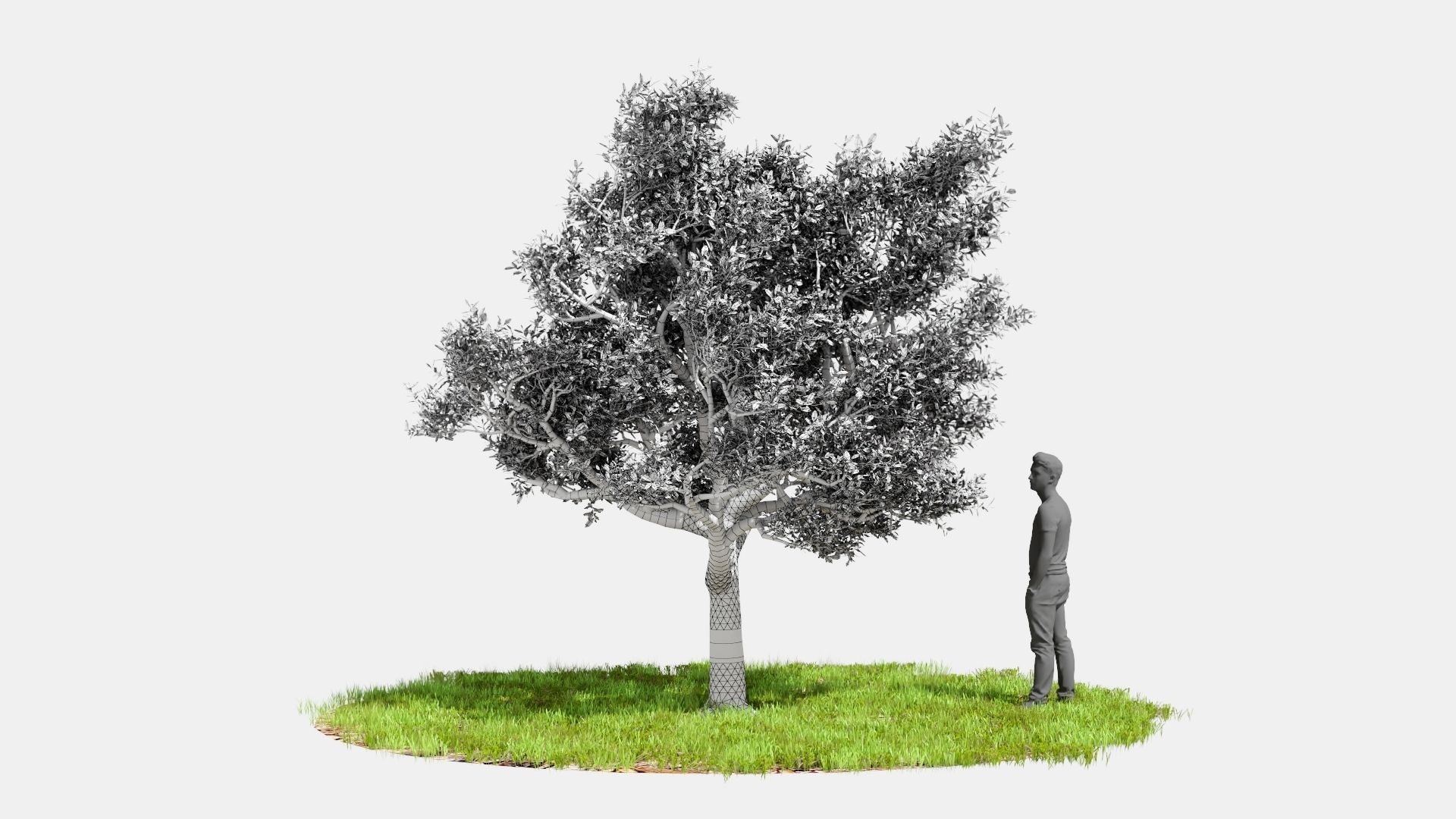 Model tree010 with looped wind animation 3D model_5