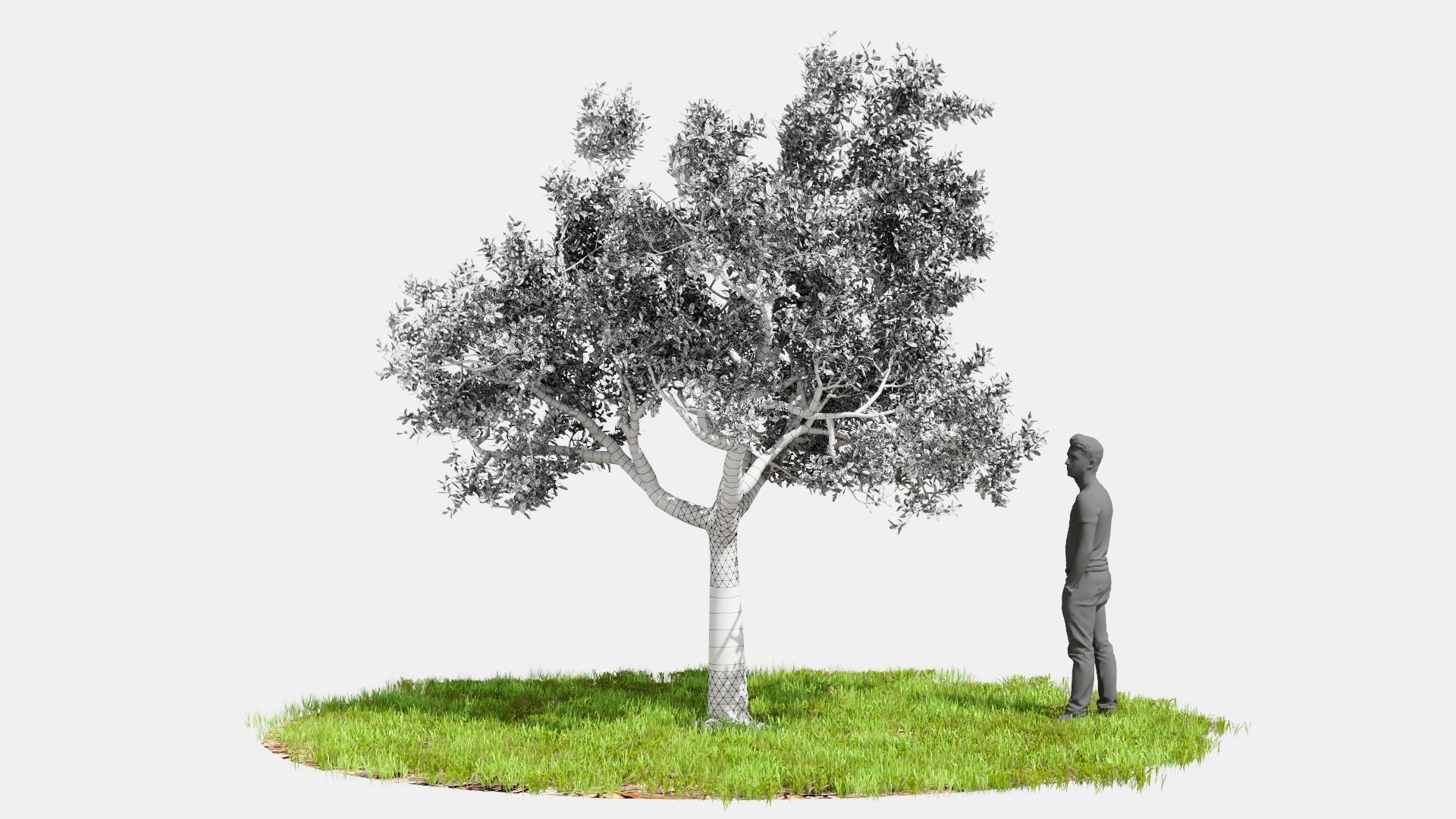 Model tree010 with looped wind animation 3D model_3