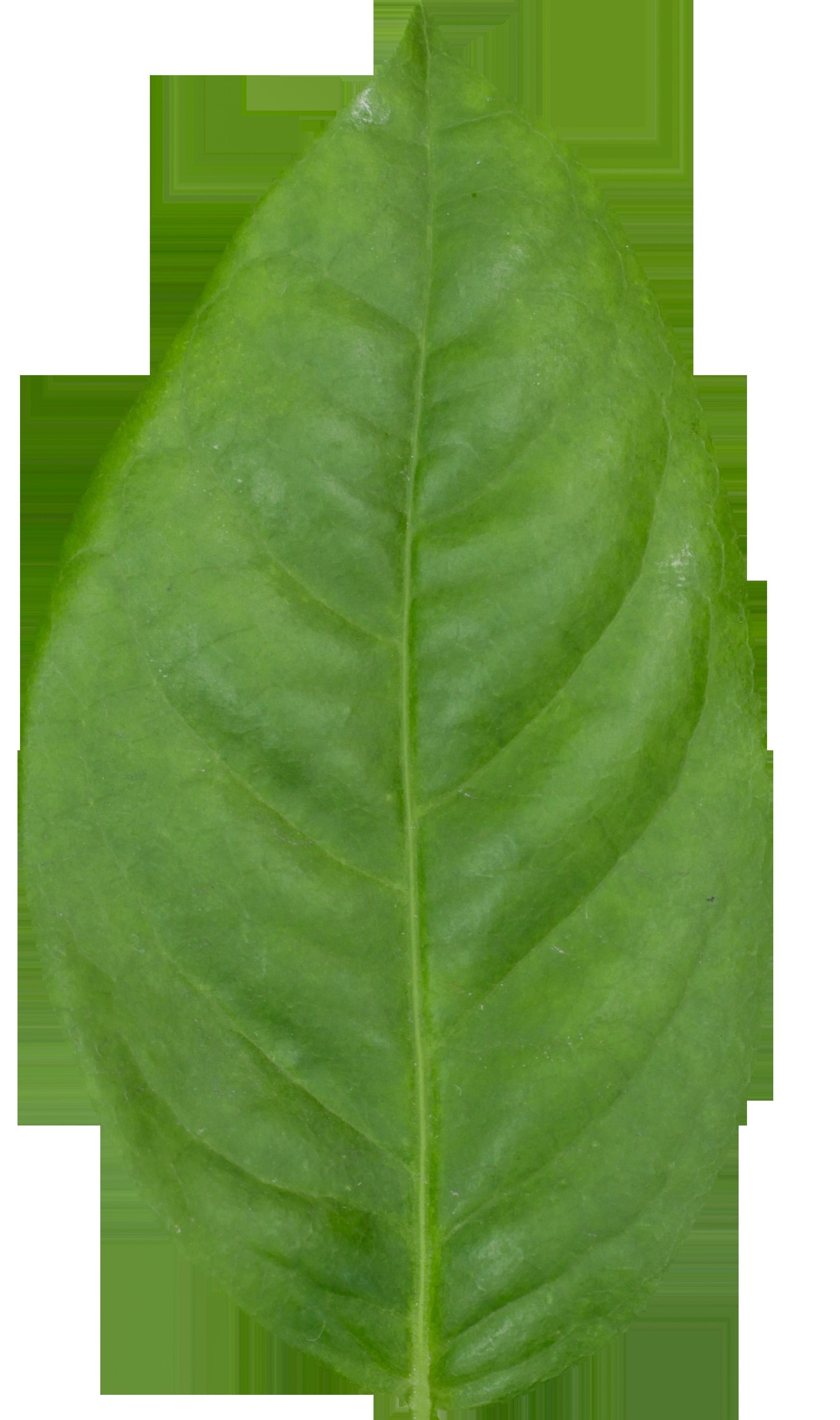 Model tree010 with looped wind animation 3D model_21