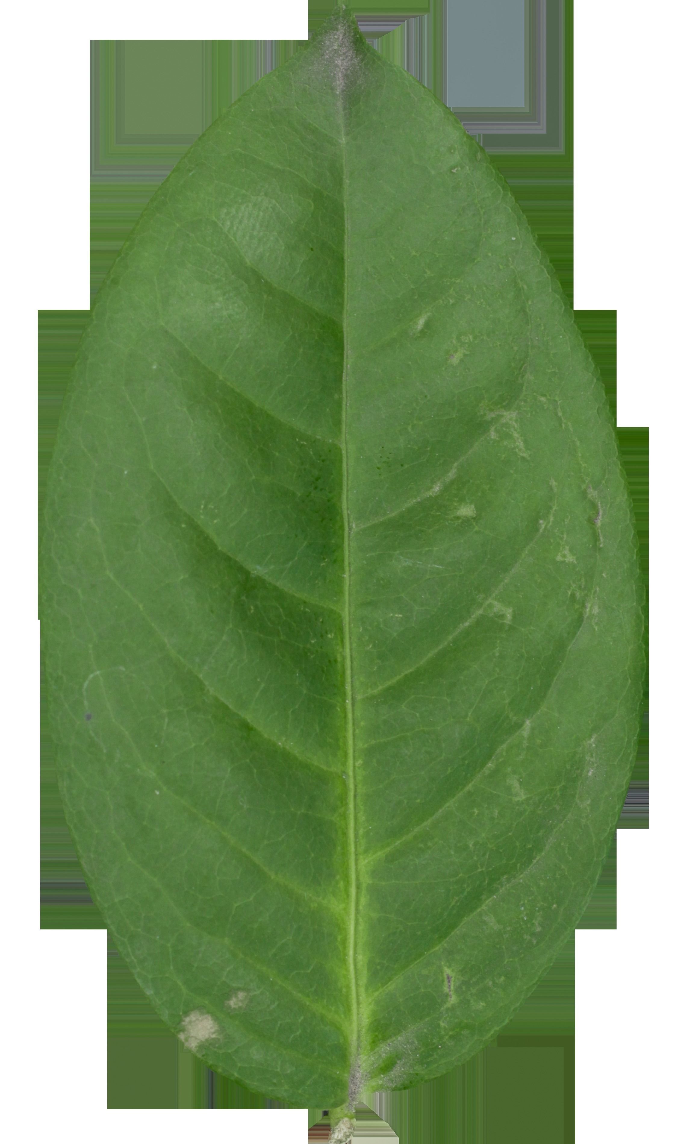 Model tree010 with looped wind animation 3D model_19