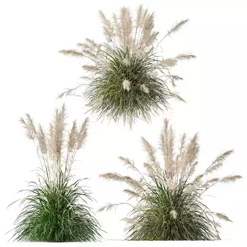 Plants Cortaderia Selloana 3D model