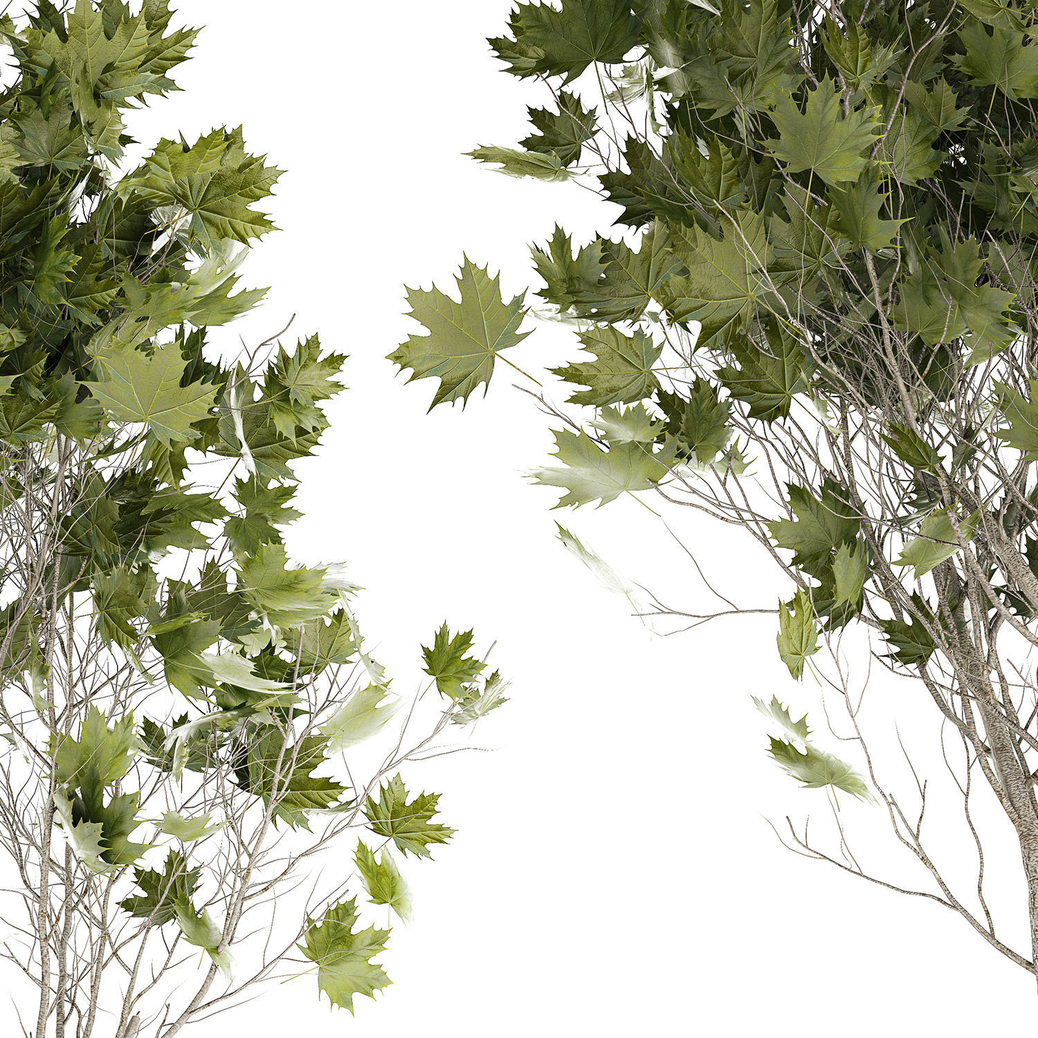 Beautiful Plane Tree And Acer Tree In Pots 1353 3D model_9