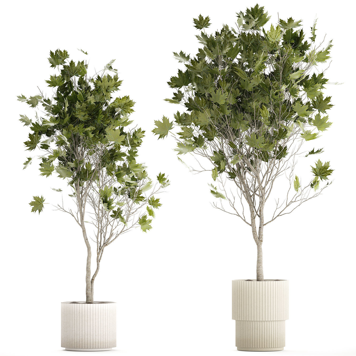 Beautiful Plane Tree And Acer Tree In Pots 1353 3D model_7