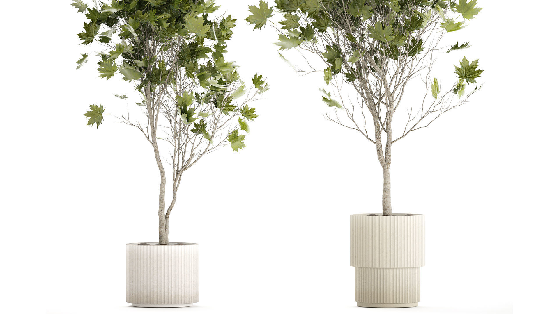 Beautiful Plane Tree And Acer Tree In Pots 1353 3D model_2