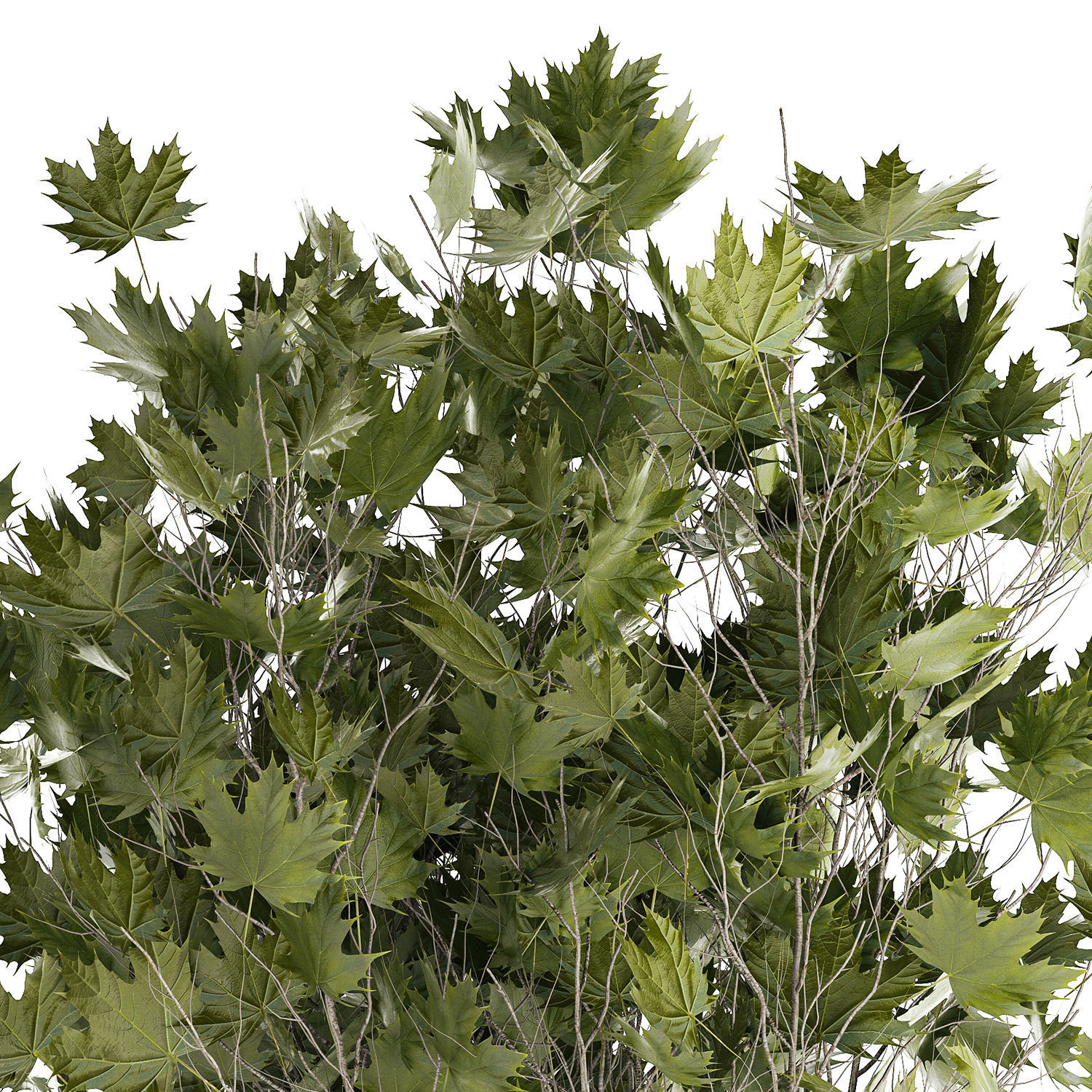 Beautiful Plane Tree And Acer Tree In Pots 1353 3D model_8