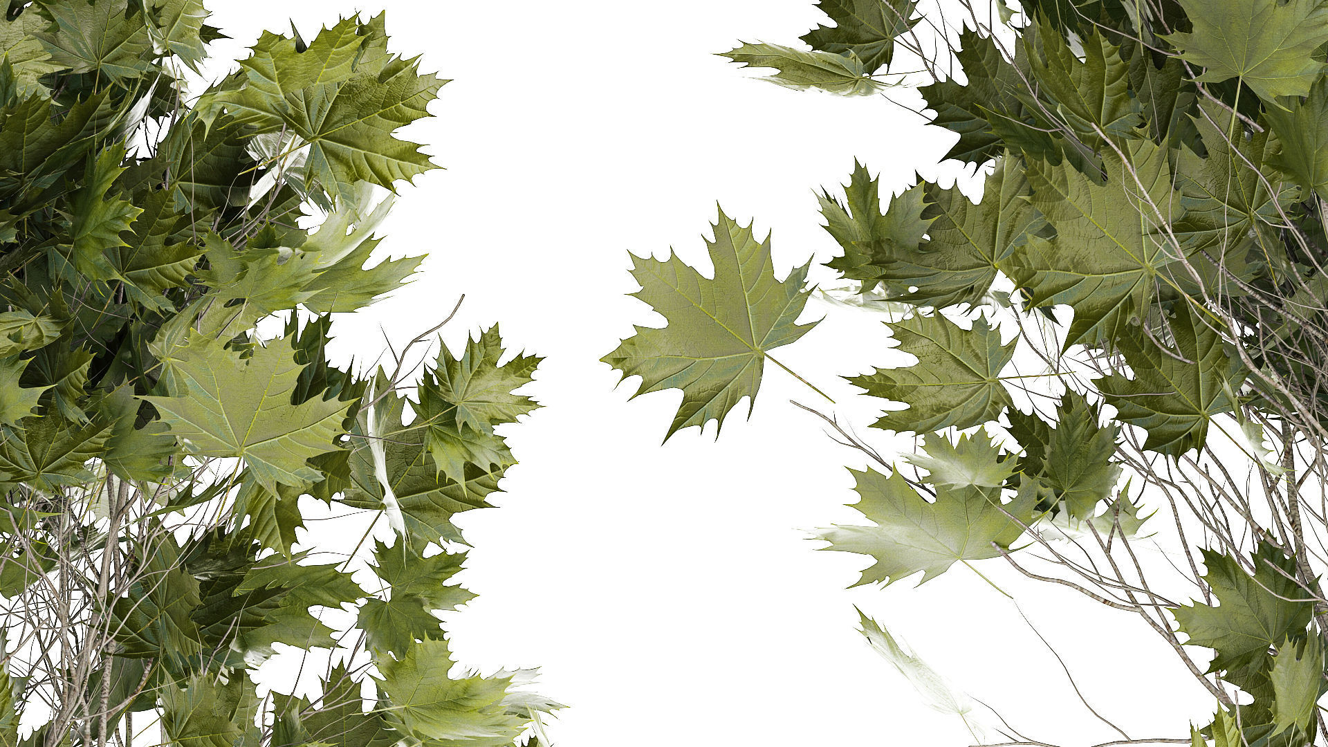 Beautiful Plane Tree And Acer Tree In Pots 1353 3D model_4