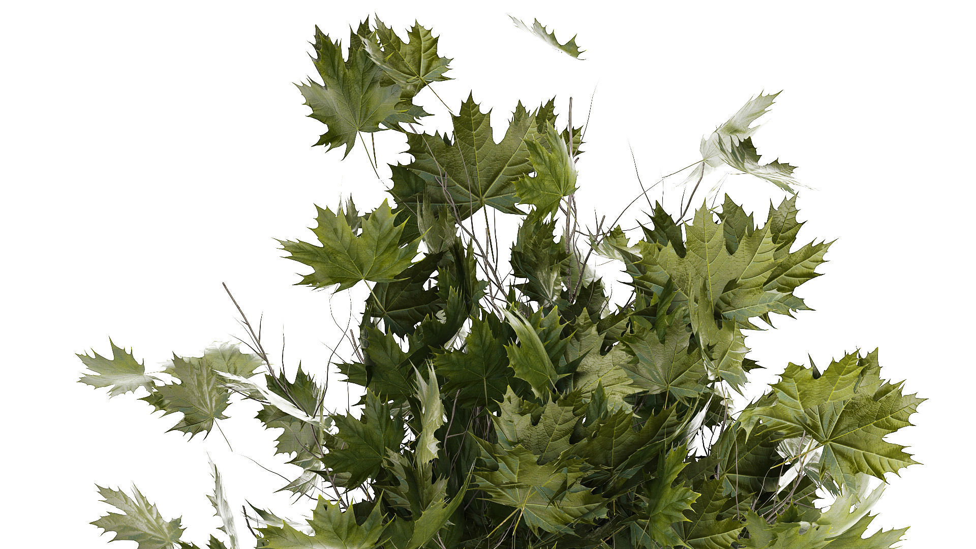 Beautiful Plane Tree And Acer Tree In Pots 1353 3D model_6