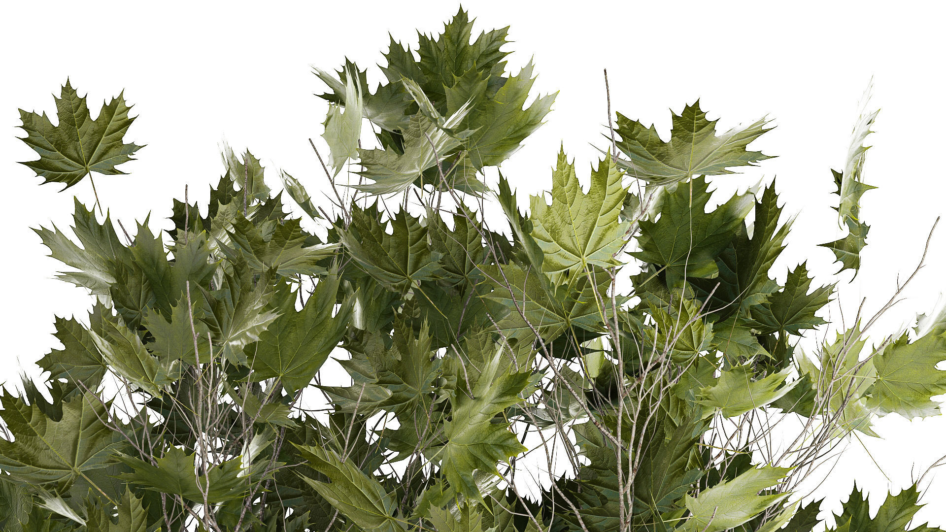 Beautiful Plane Tree And Acer Tree In Pots 1353 3D model_5