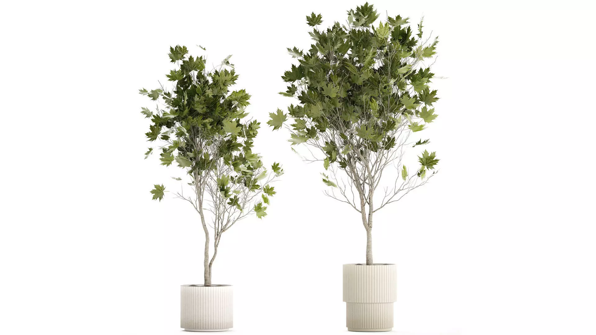 Beautiful Plane Tree And Acer Tree In Pots 1353 3D model_0