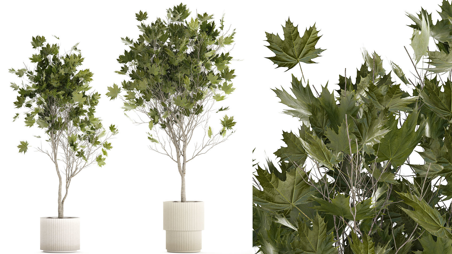 Beautiful Plane Tree And Acer Tree In Pots 1353 3D model_1