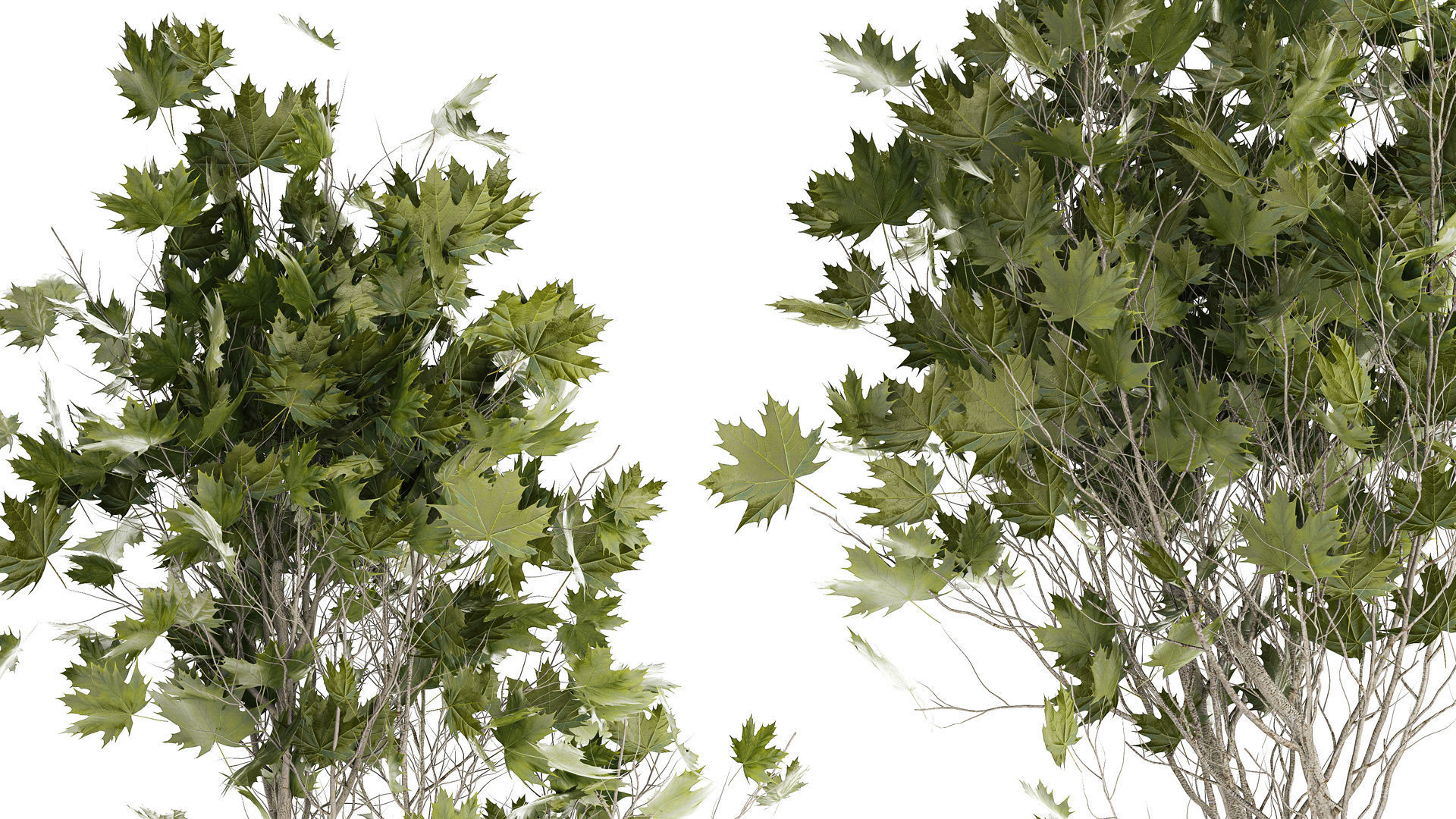 Beautiful Plane Tree And Acer Tree In Pots 1353 3D model_3