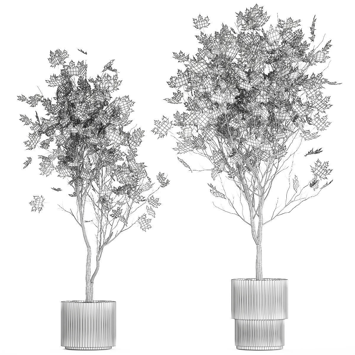Beautiful Plane Tree And Acer Tree In Pots 1353 3D model_13