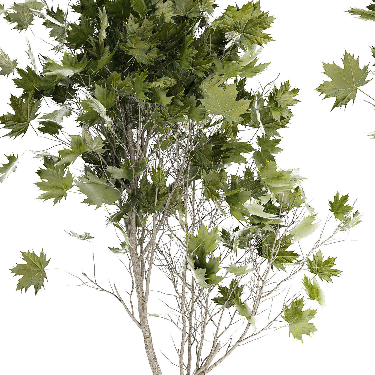 Beautiful Plane Tree And Acer Tree In Pots 1353 3D model_11