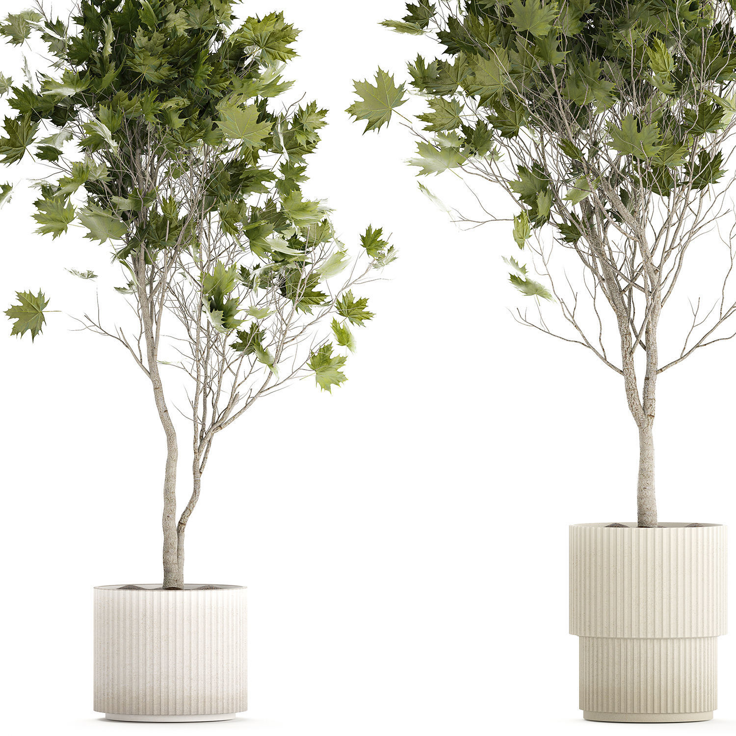 Beautiful Plane Tree And Acer Tree In Pots 1353 3D model_10