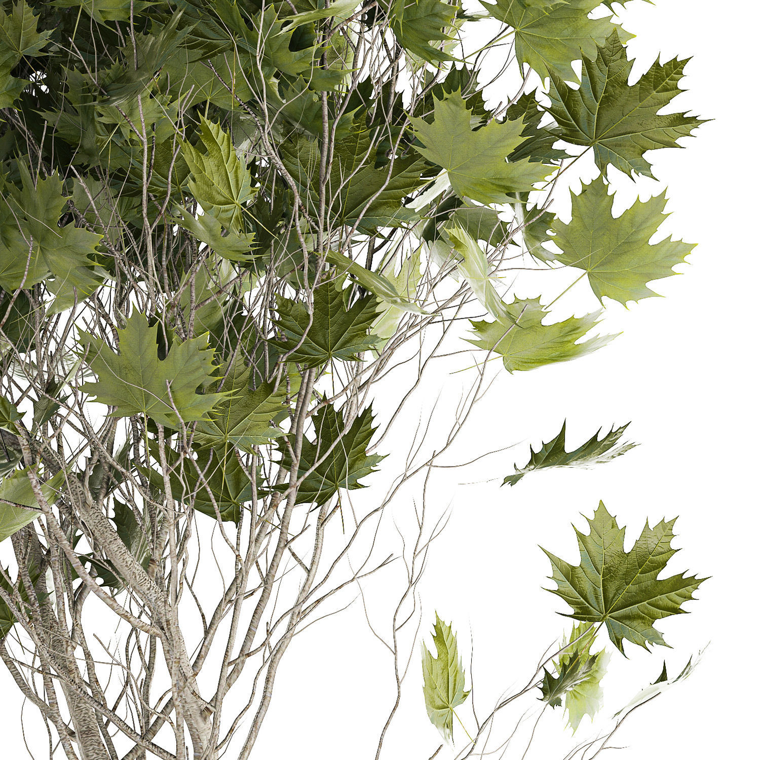Beautiful Plane Tree And Acer Tree In Pots 1353 3D model_12