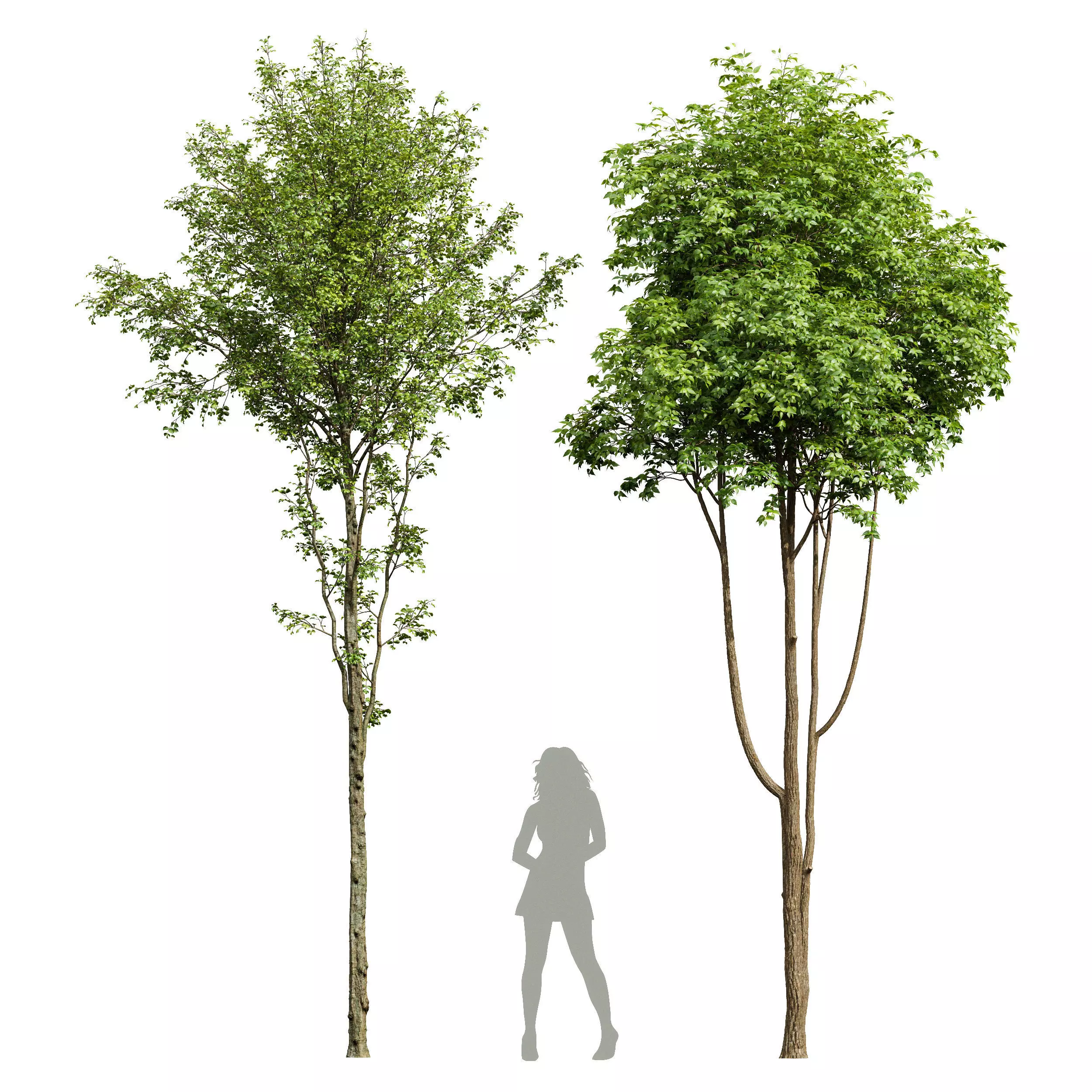 Alnus Glutinosa and Ash Tree 3D model