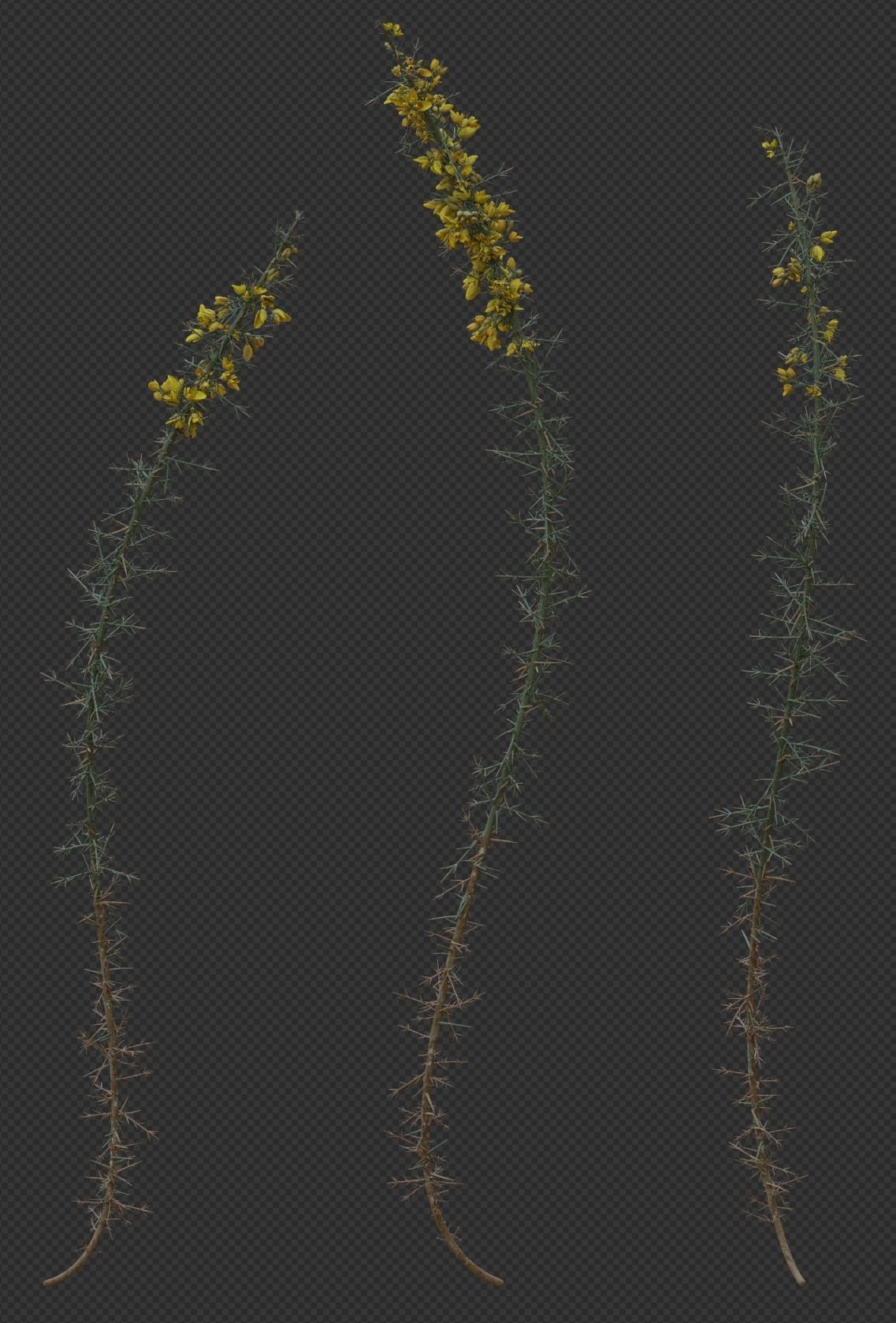 Gorse Plant 3D model_4
