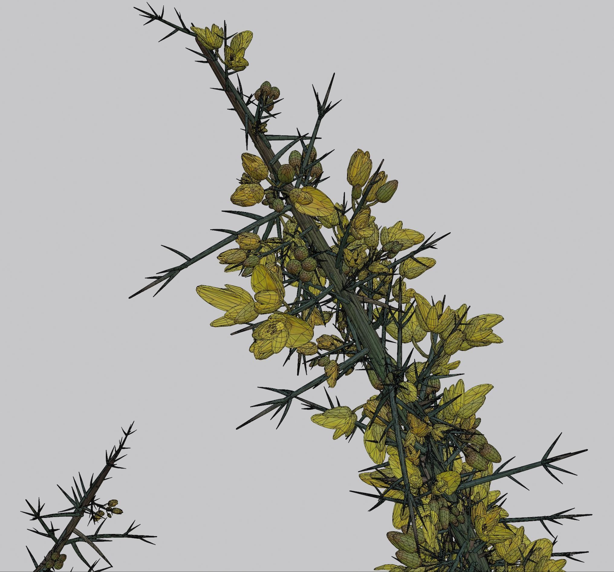 Gorse Plant 3D model_5